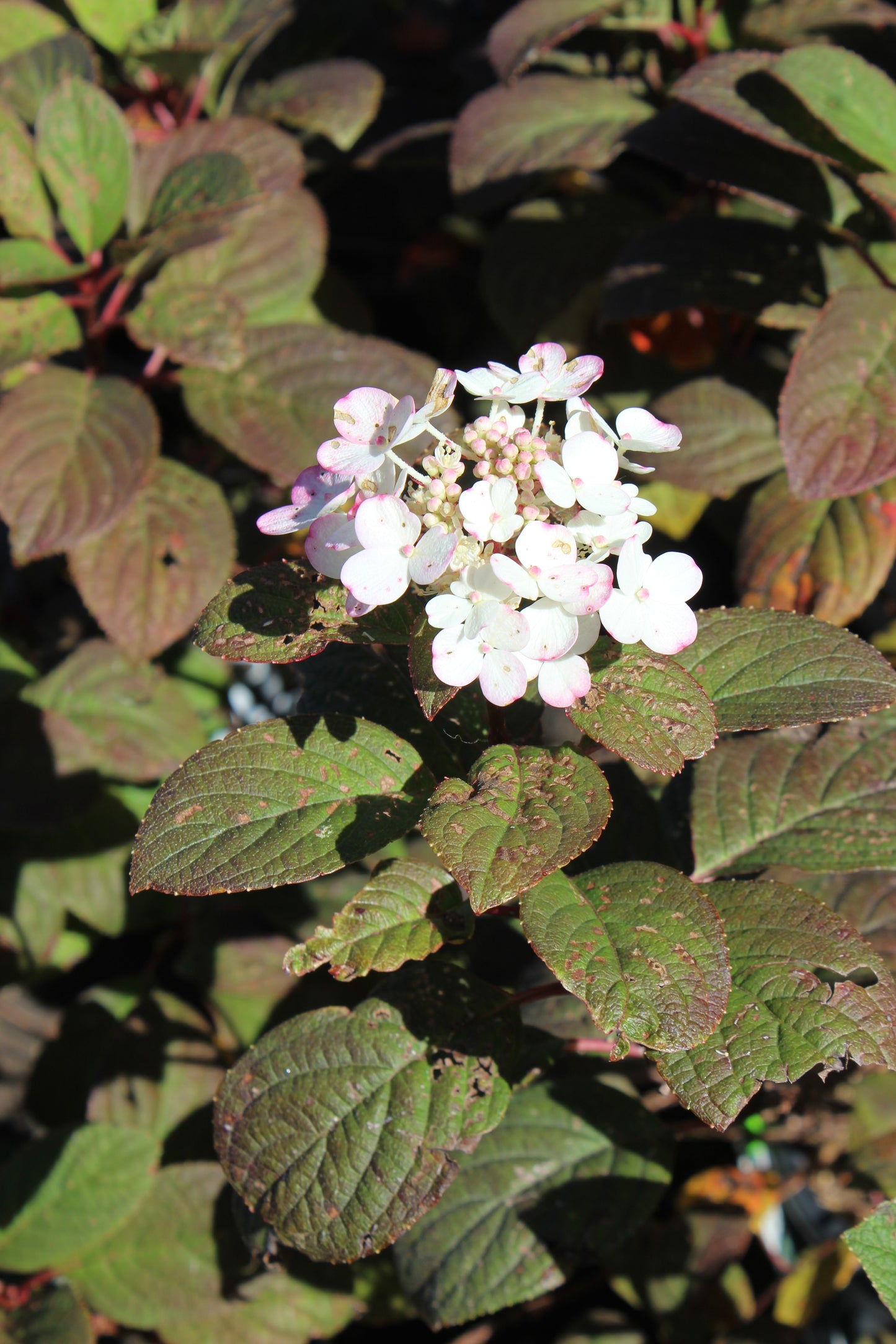 HYDRANGEA PAN. `LITTLE QUICK