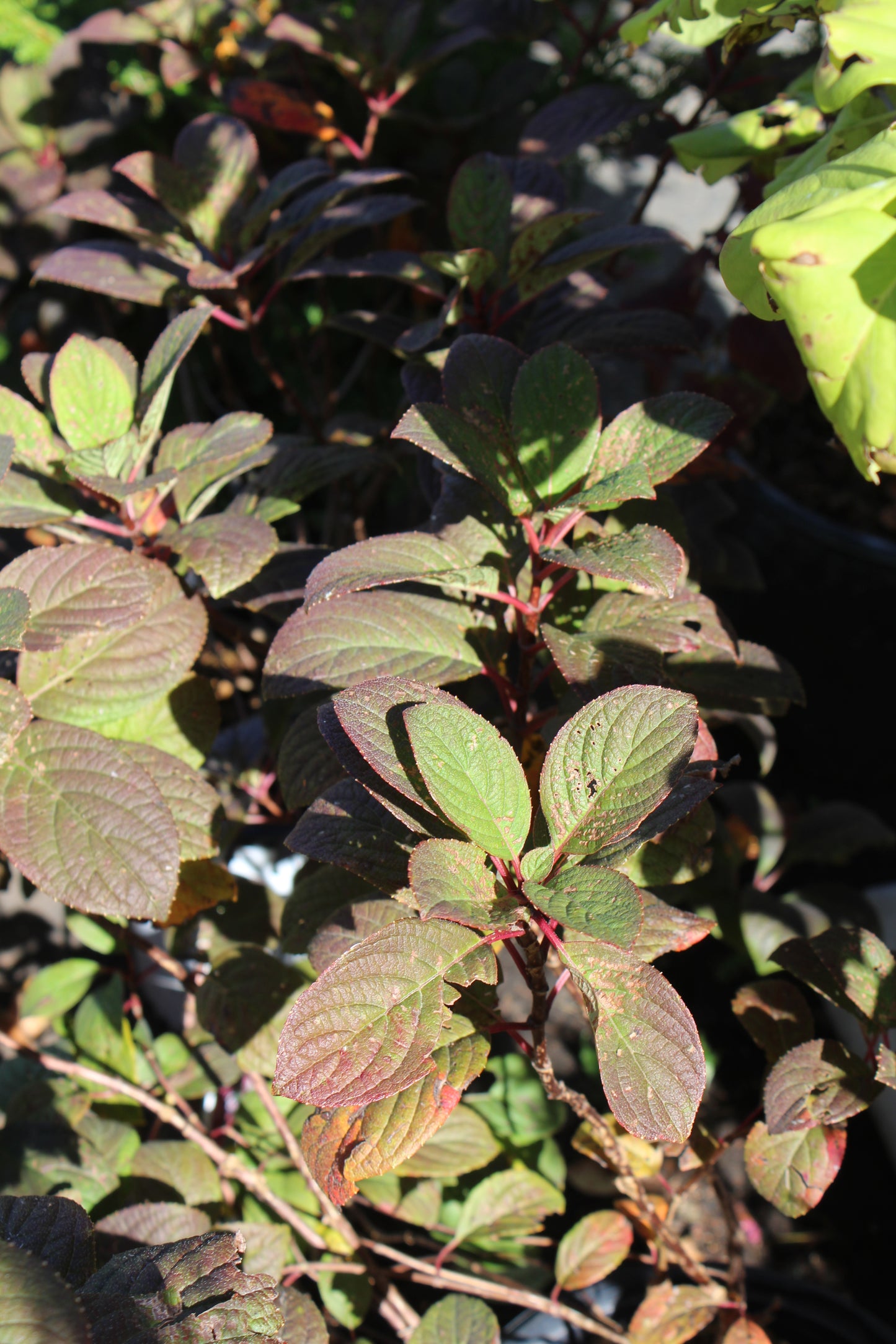 HYDRANGEA PAN. `LITTLE QUICK