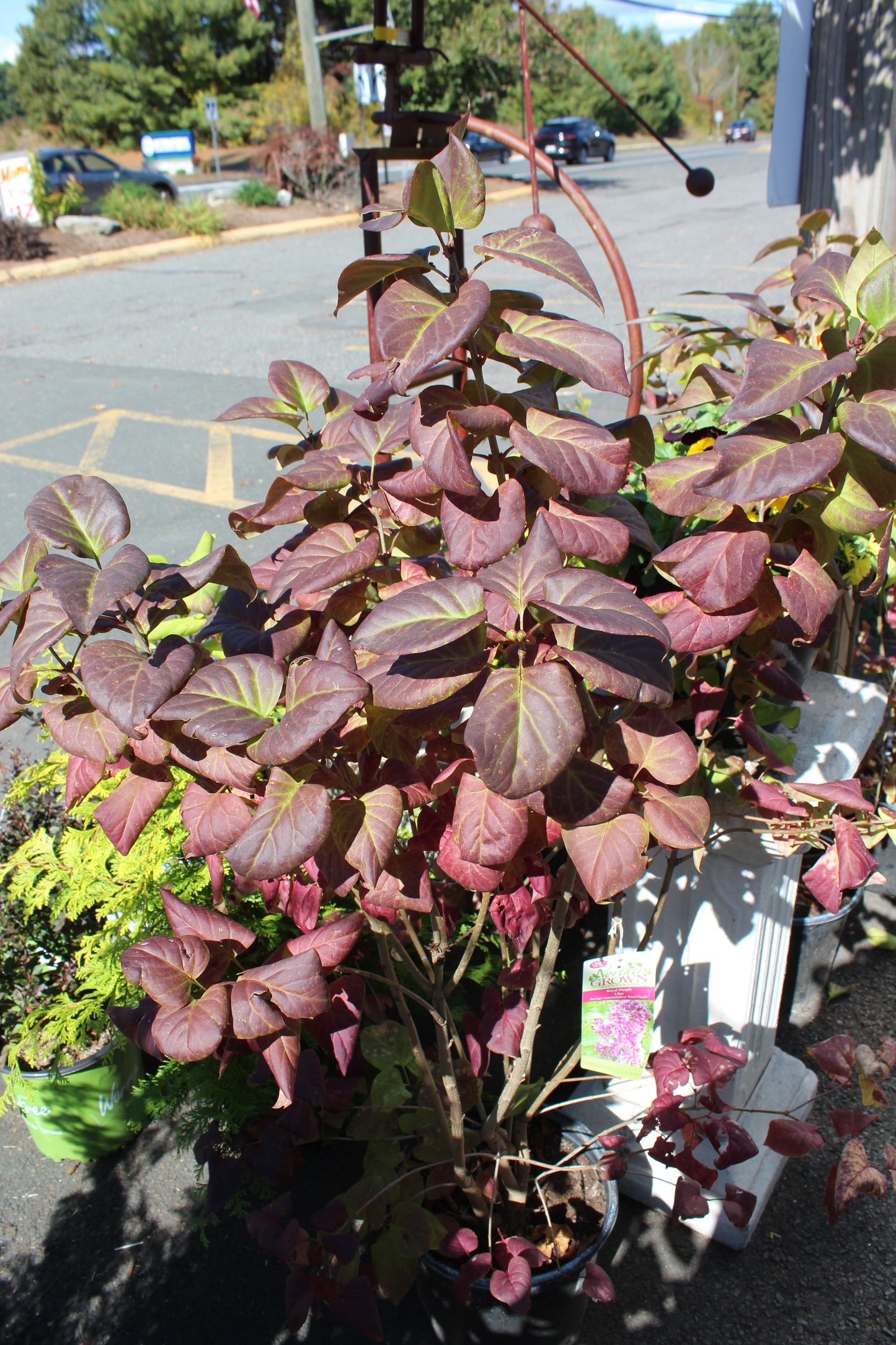SYRINGA ROYAL PURPLE 3g