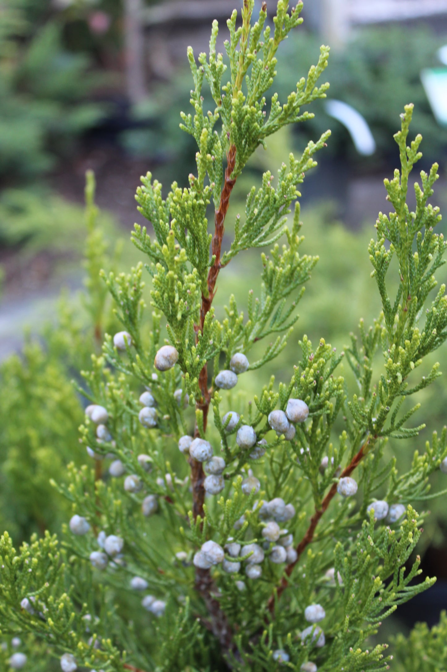 Juniper Hetzi Columnar 3g