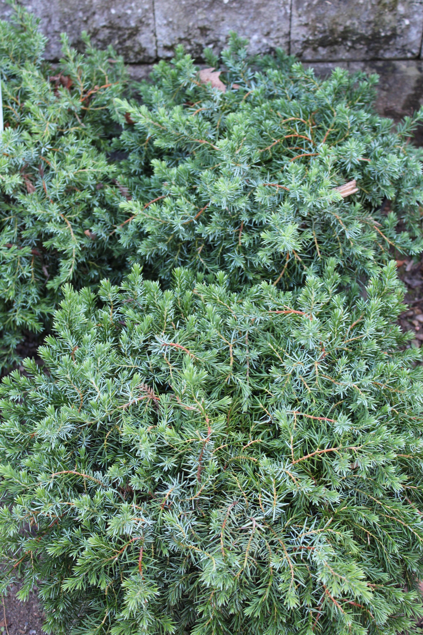 Juniperus Blue Pacific 3g