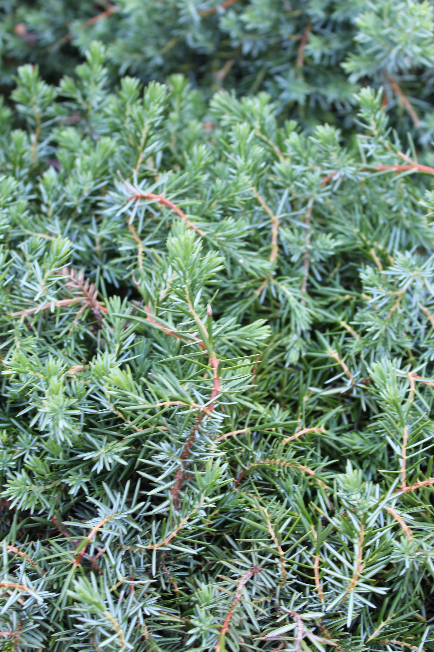 Juniperus Blue Pacific 3g