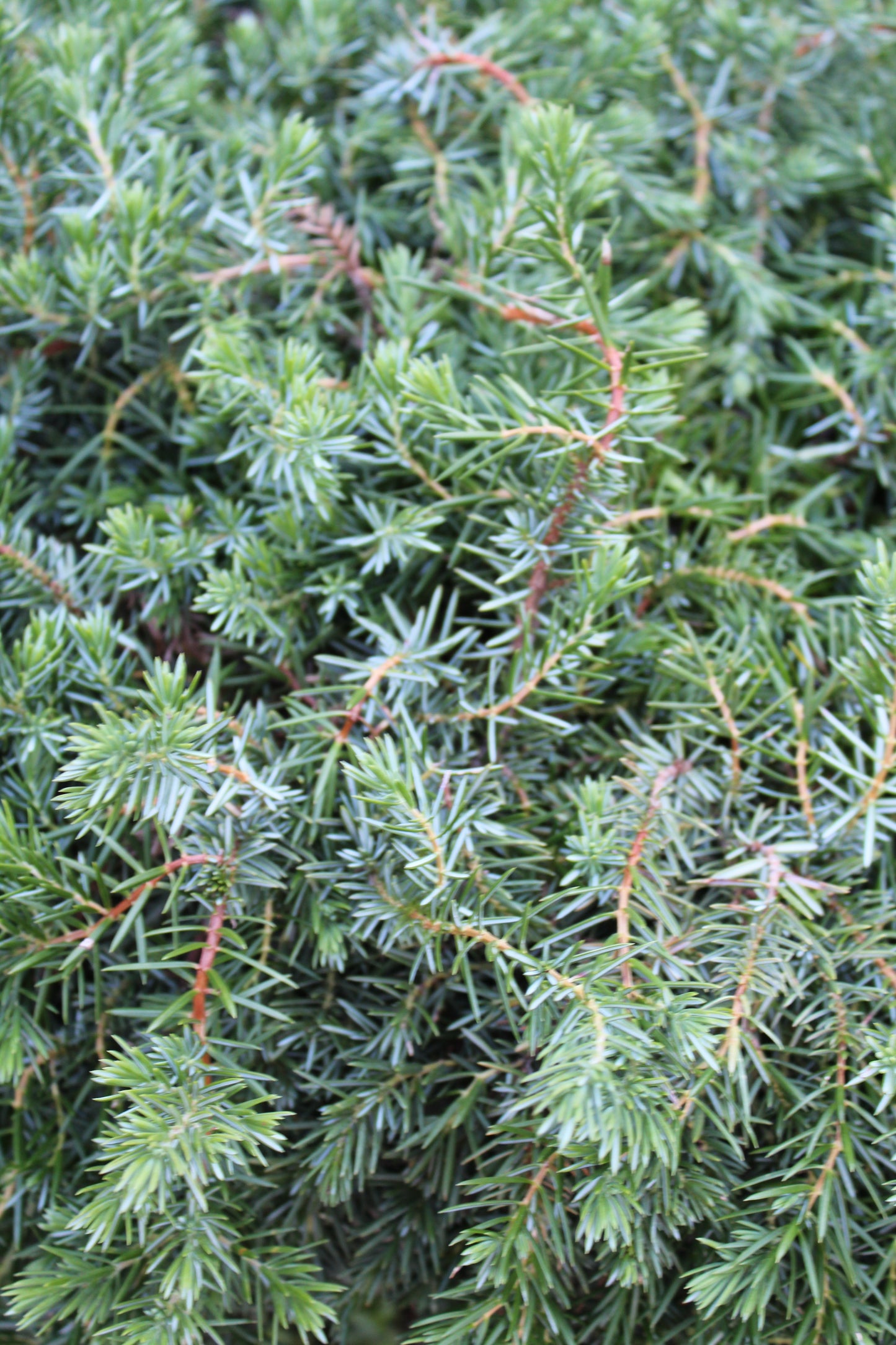 Juniperus Blue Pacific 3g