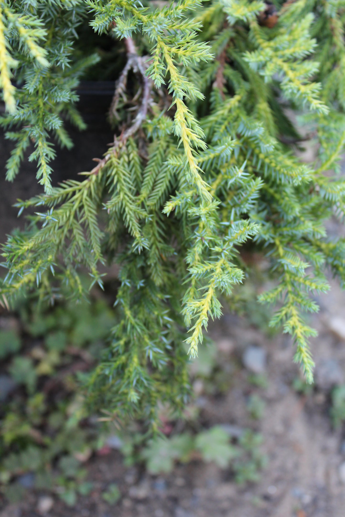 Juniperus Daubs Frosted