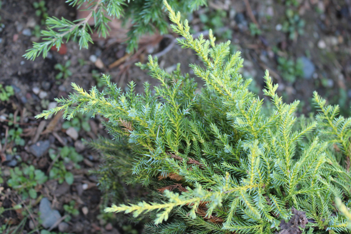 Juniperus Daubs Frosted