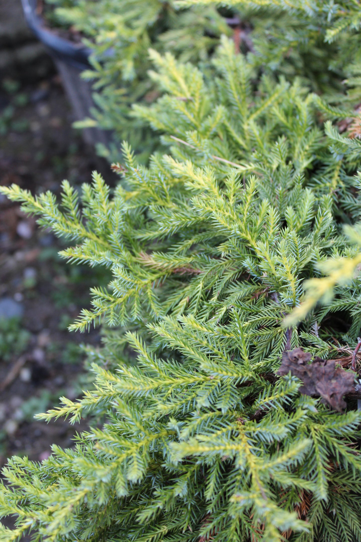 Juniperus Daubs Frosted