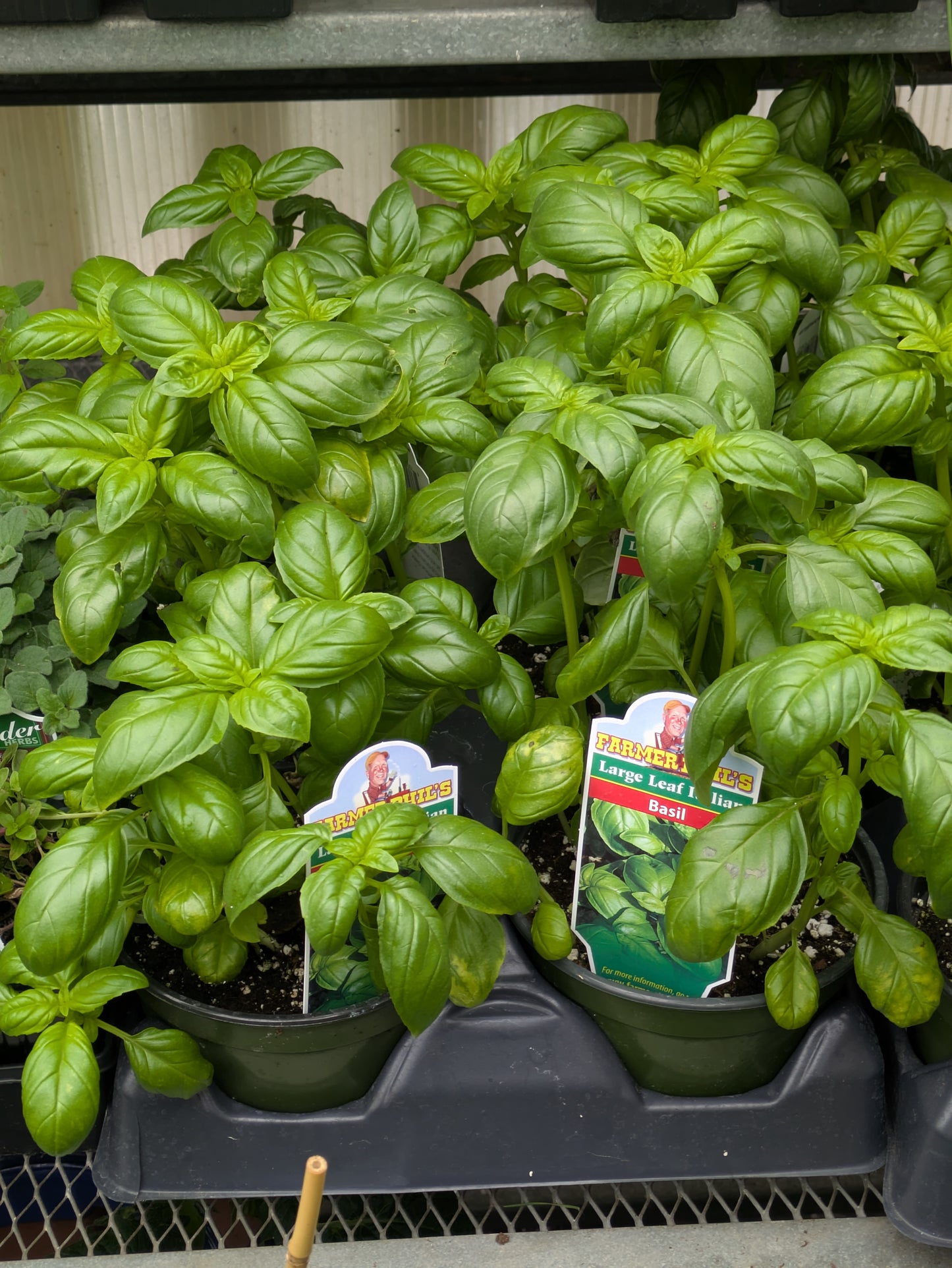 6' Farmer Phil large leaf basil