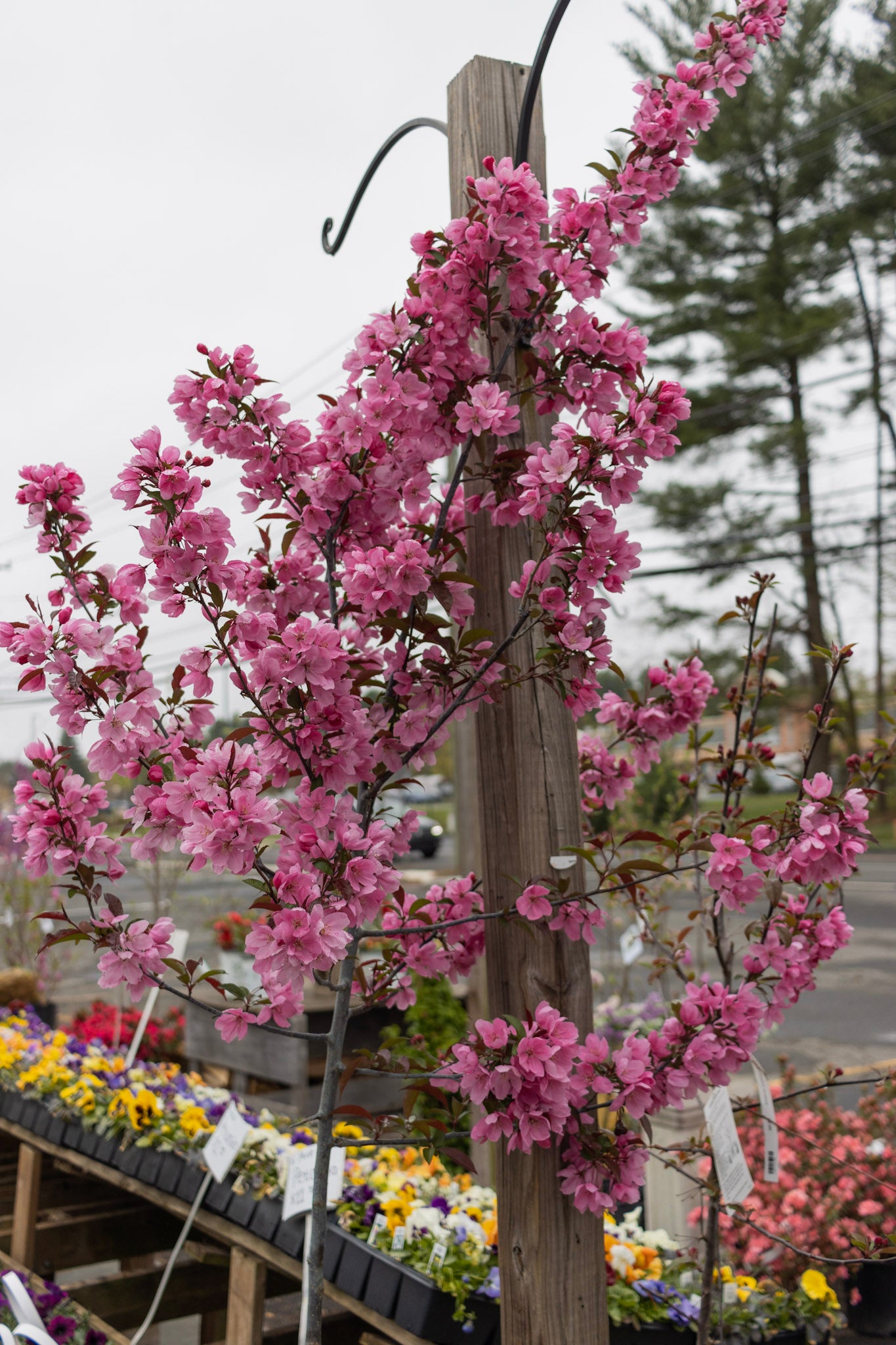 MALUS `SHOW TIME 7g