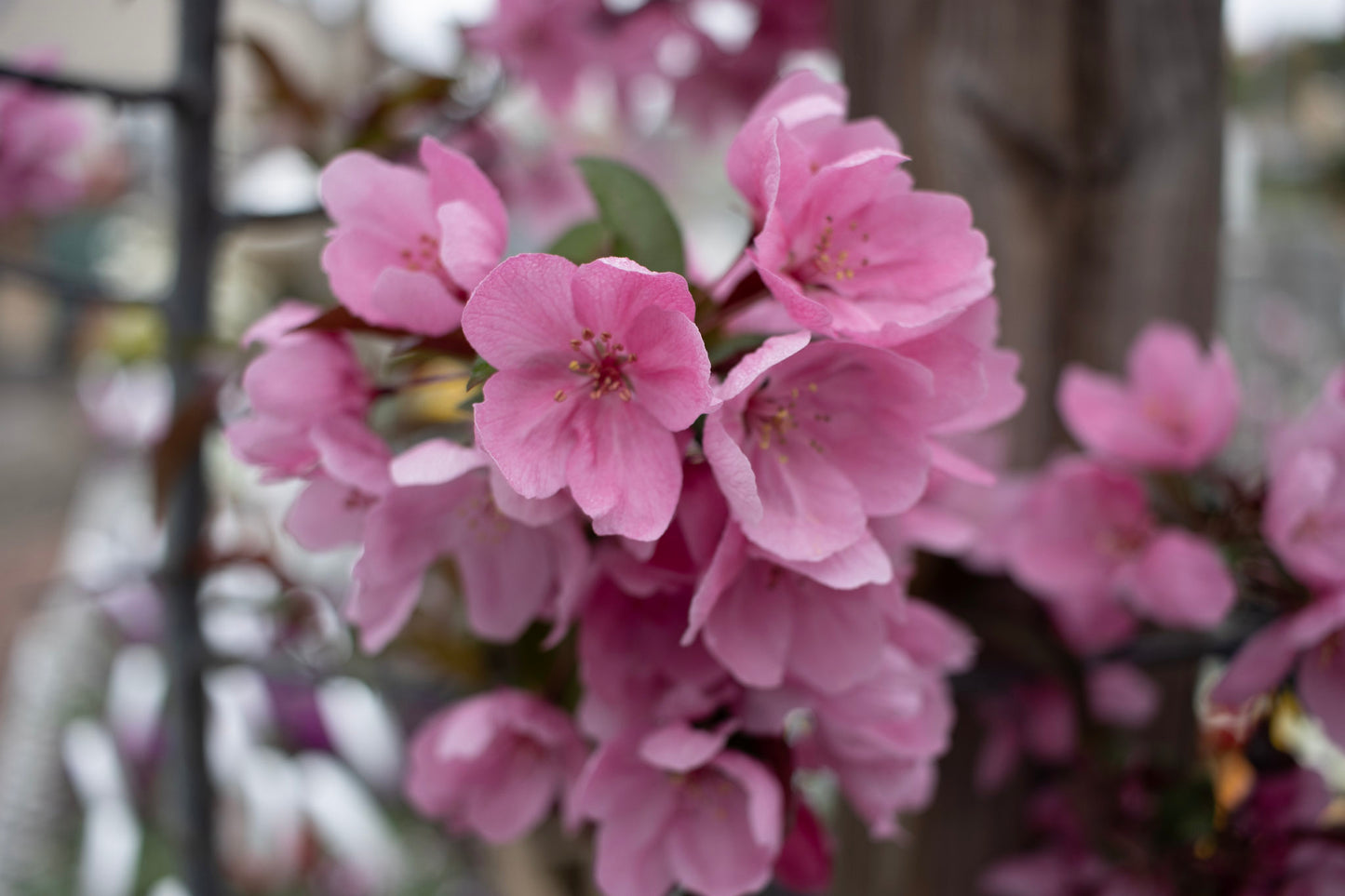 MALUS `SHOW TIME 7g