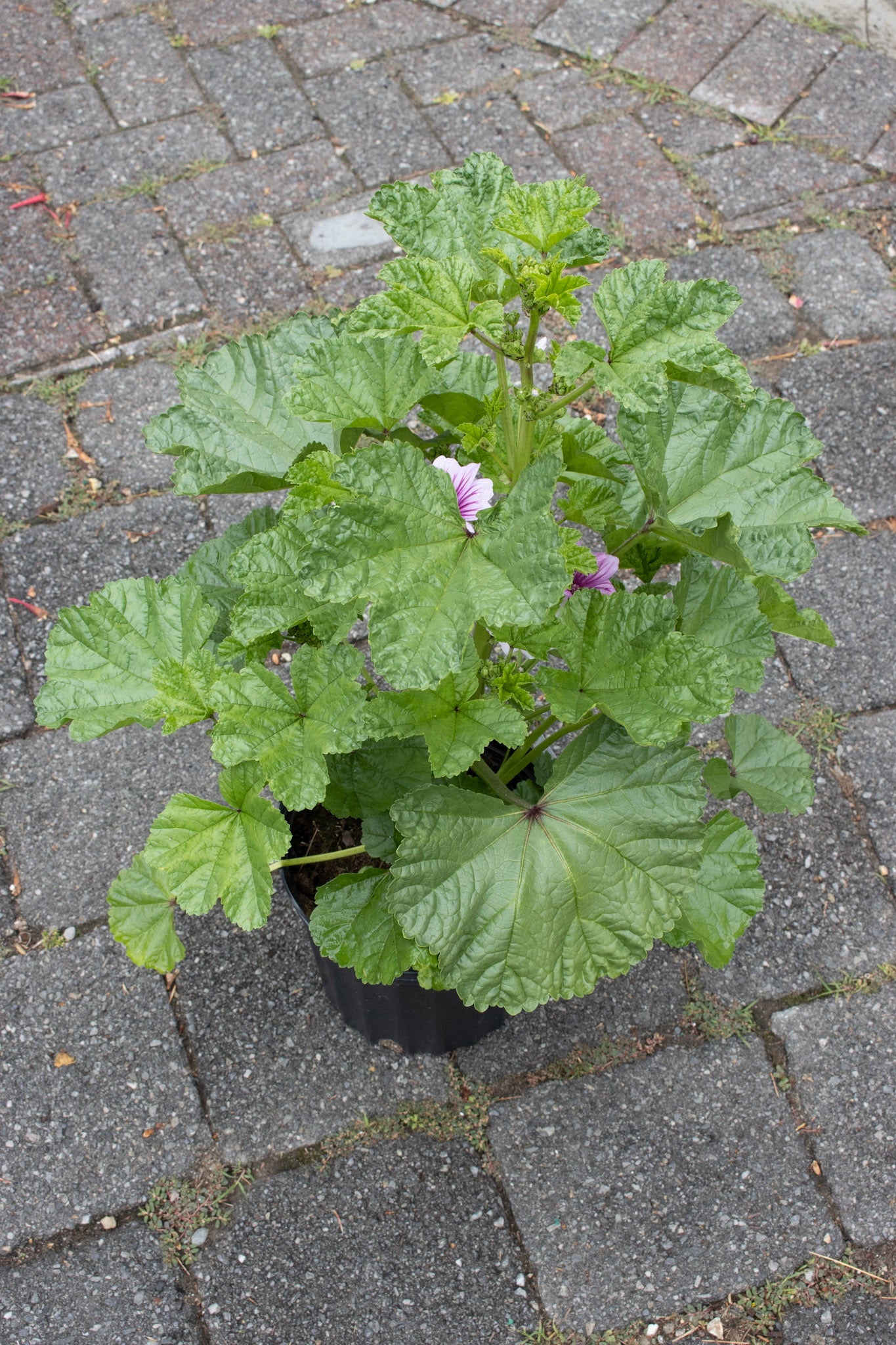 Malva Zebrina