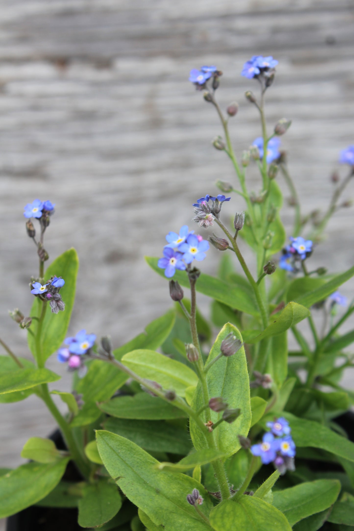 Myosotis Bluesylva quart