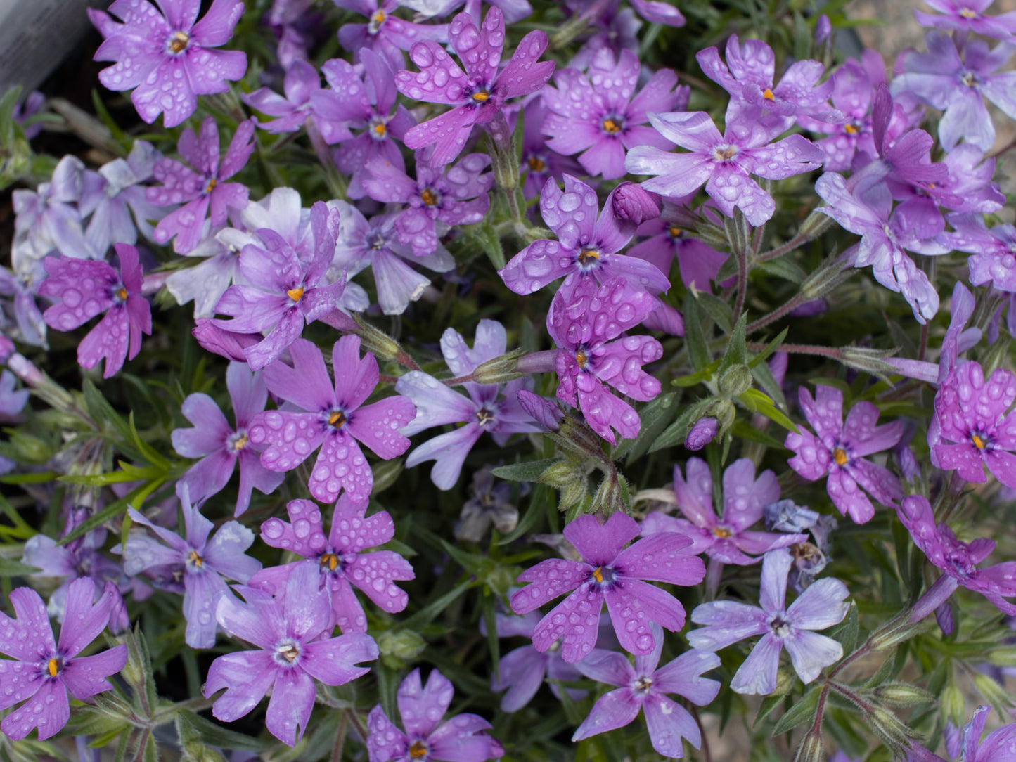 PHLOX Rocky Road Grape 1g