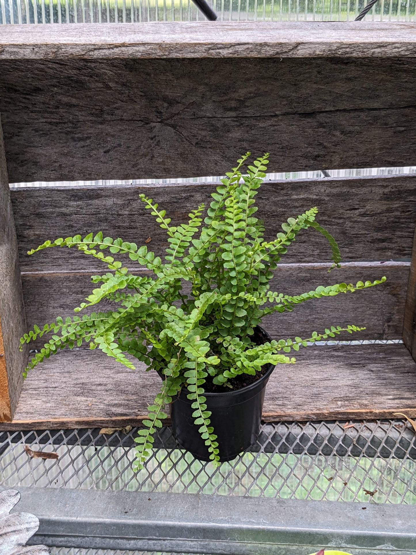 4' button fern