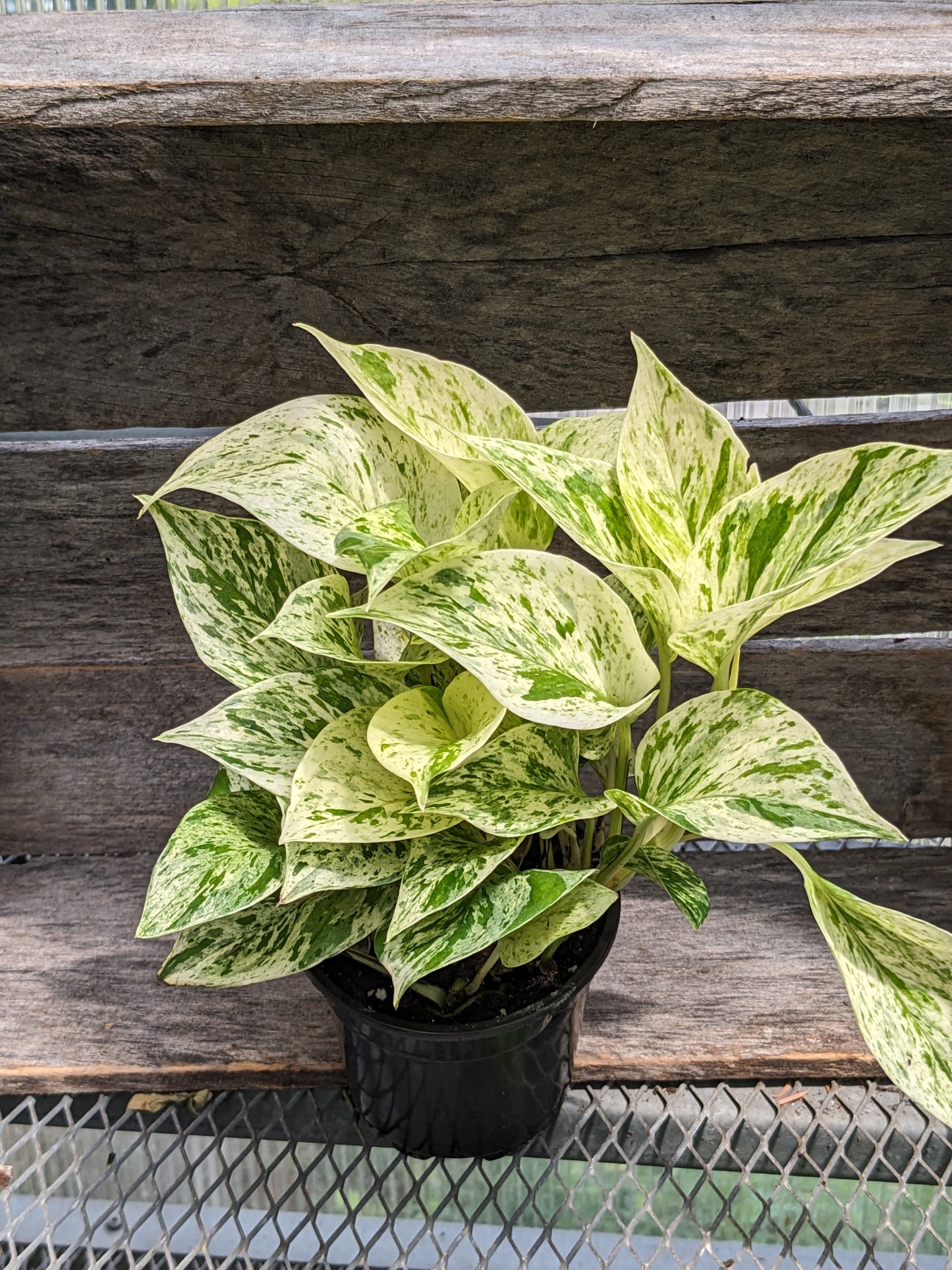 4' marble queen pothos