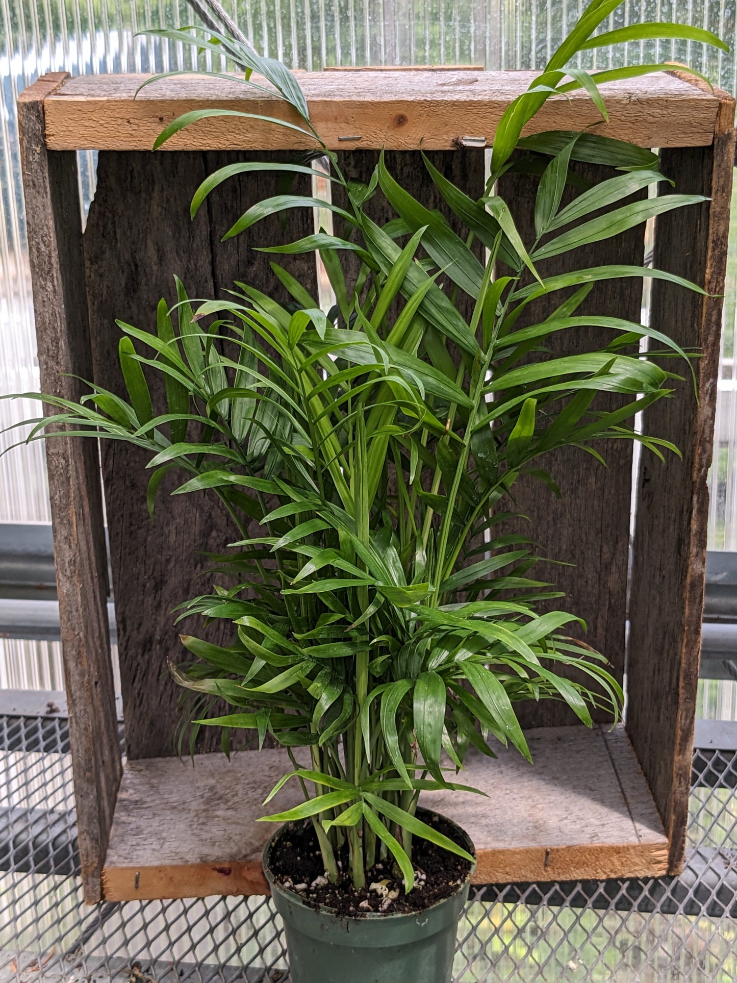 4' Neanthebella palm