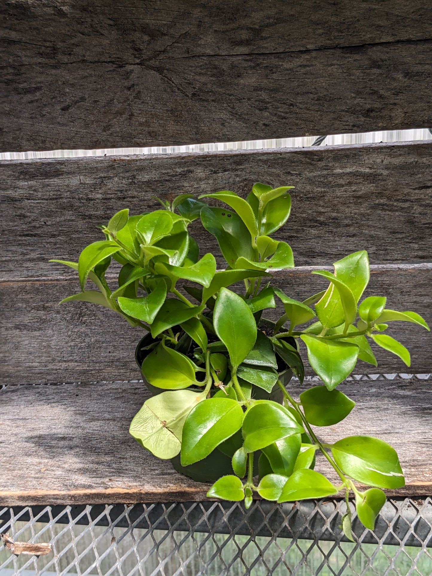 Lipstick plant 4"