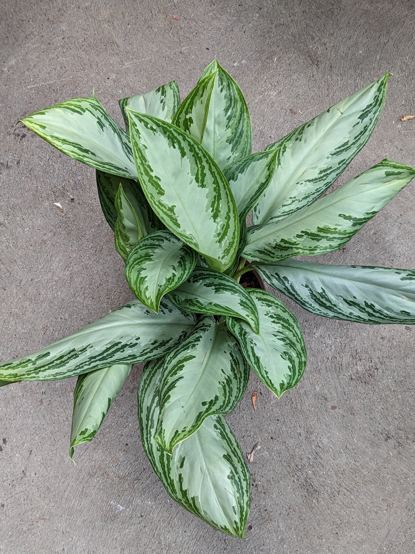 6" Aglaonema
