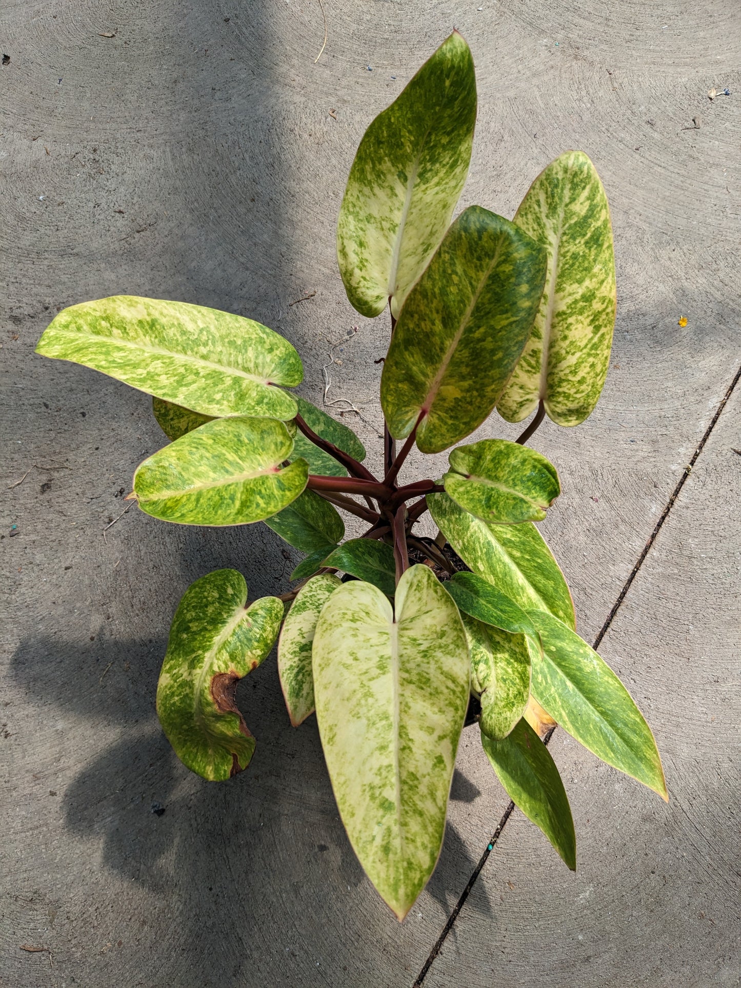 philodendron Painted Lady 6"