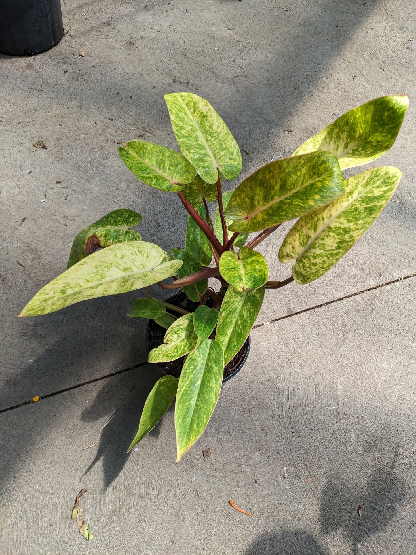 philodendron Painted Lady 6"