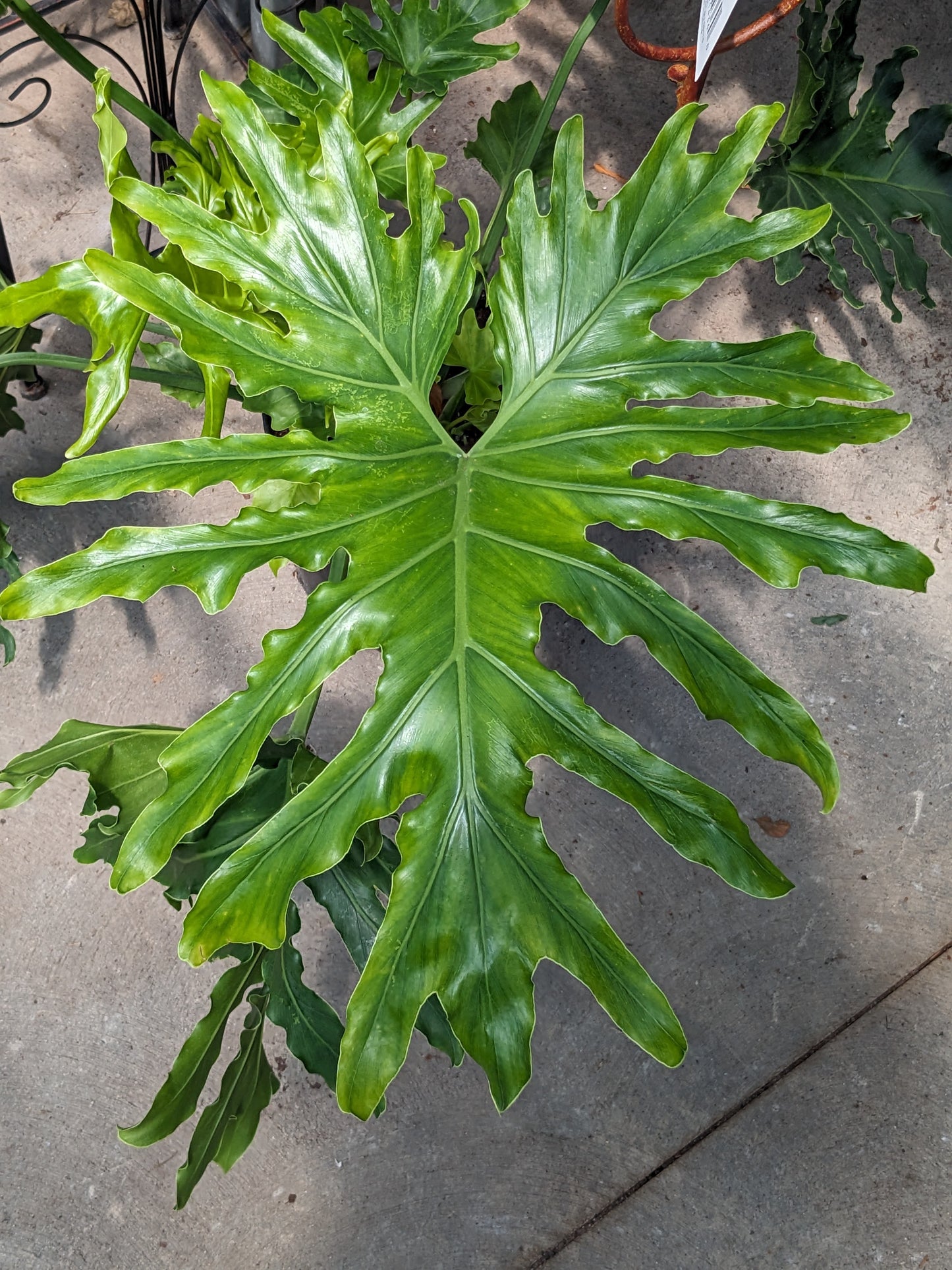 Philodendron Selloum 10'