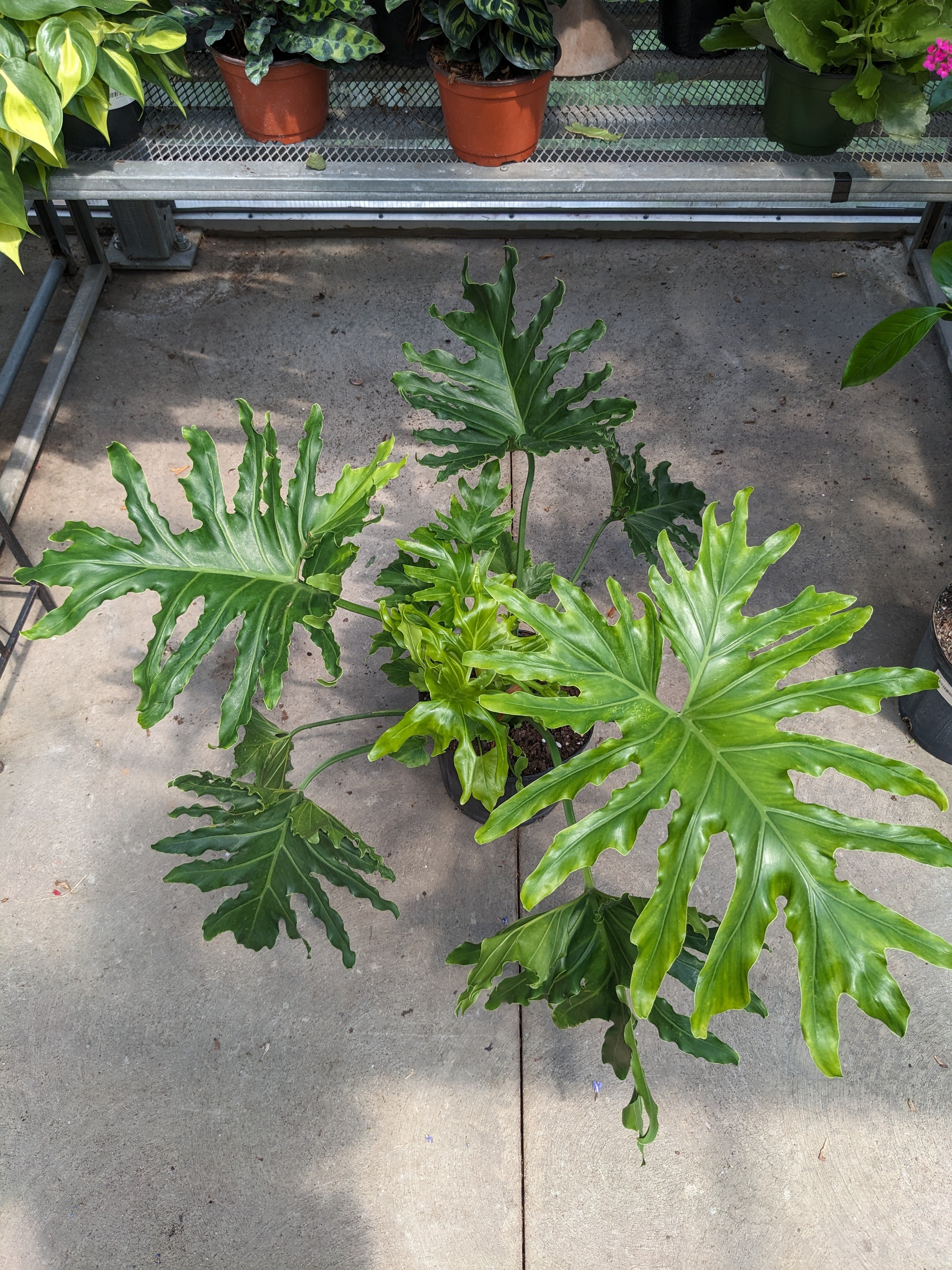 philodendron selloum compacta Philodendron Selloum 10' – Bosco's Garden Center