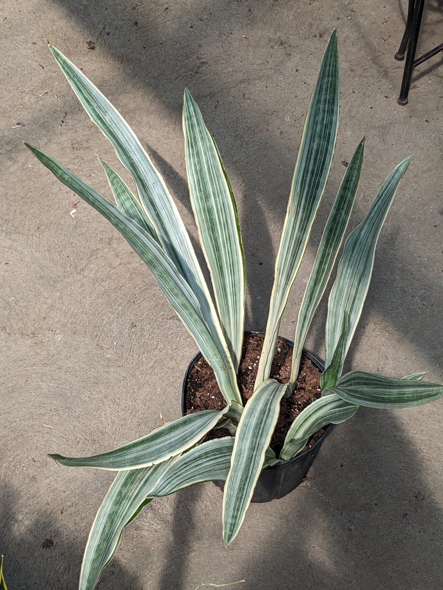 sayuri snake plant 10"