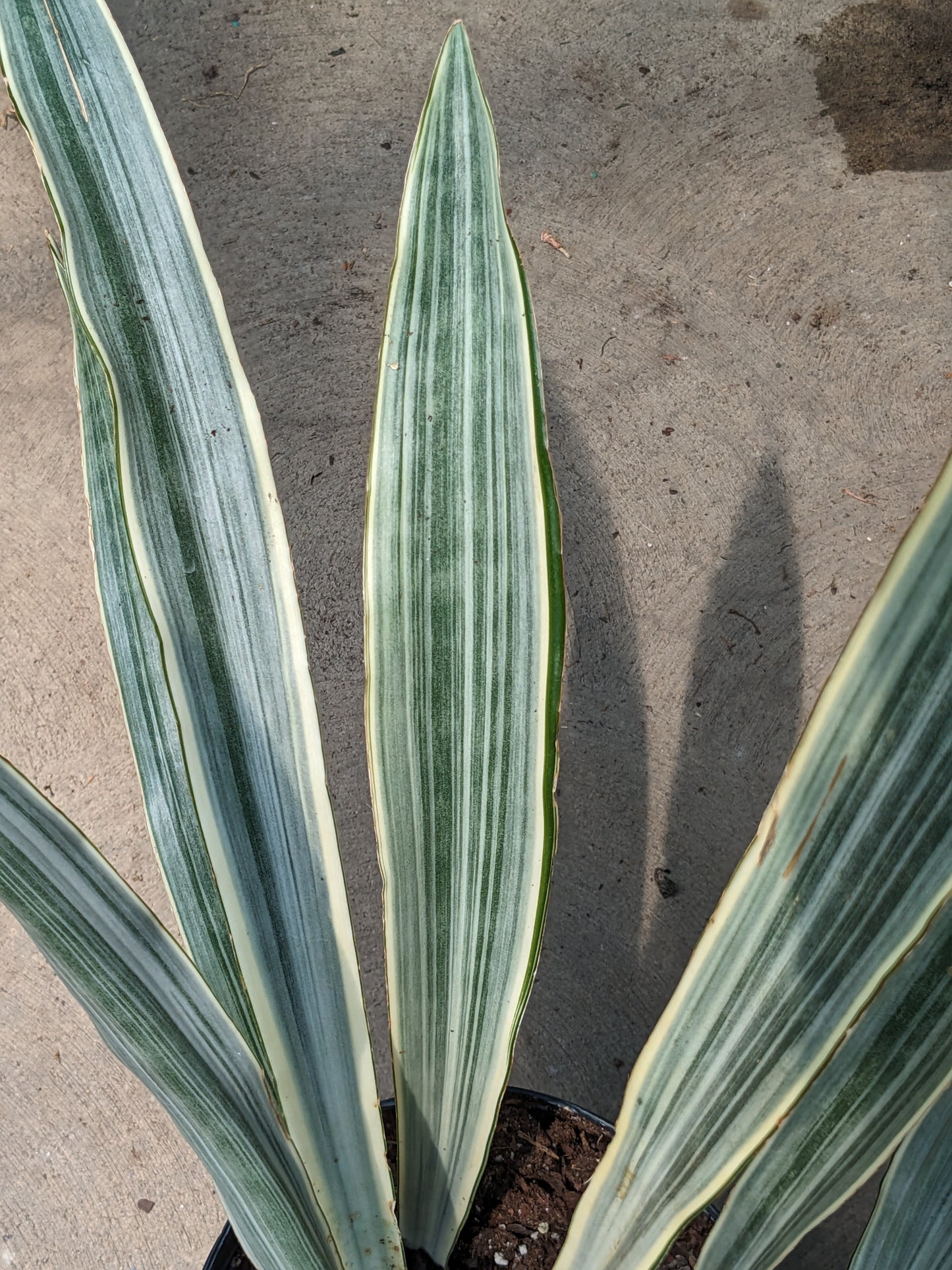 sayuri snake plant 10"