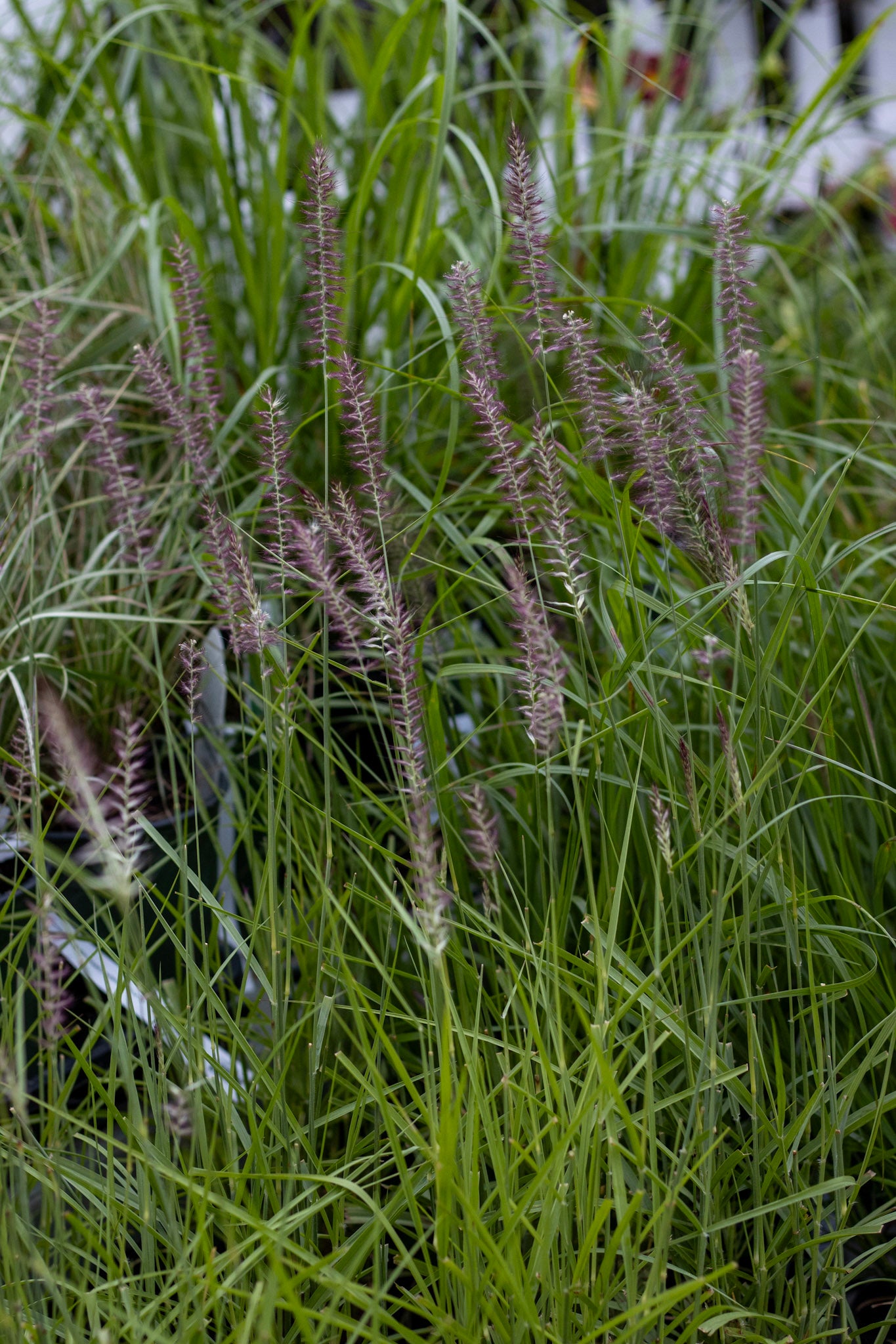 Pennisetum Karley Rose