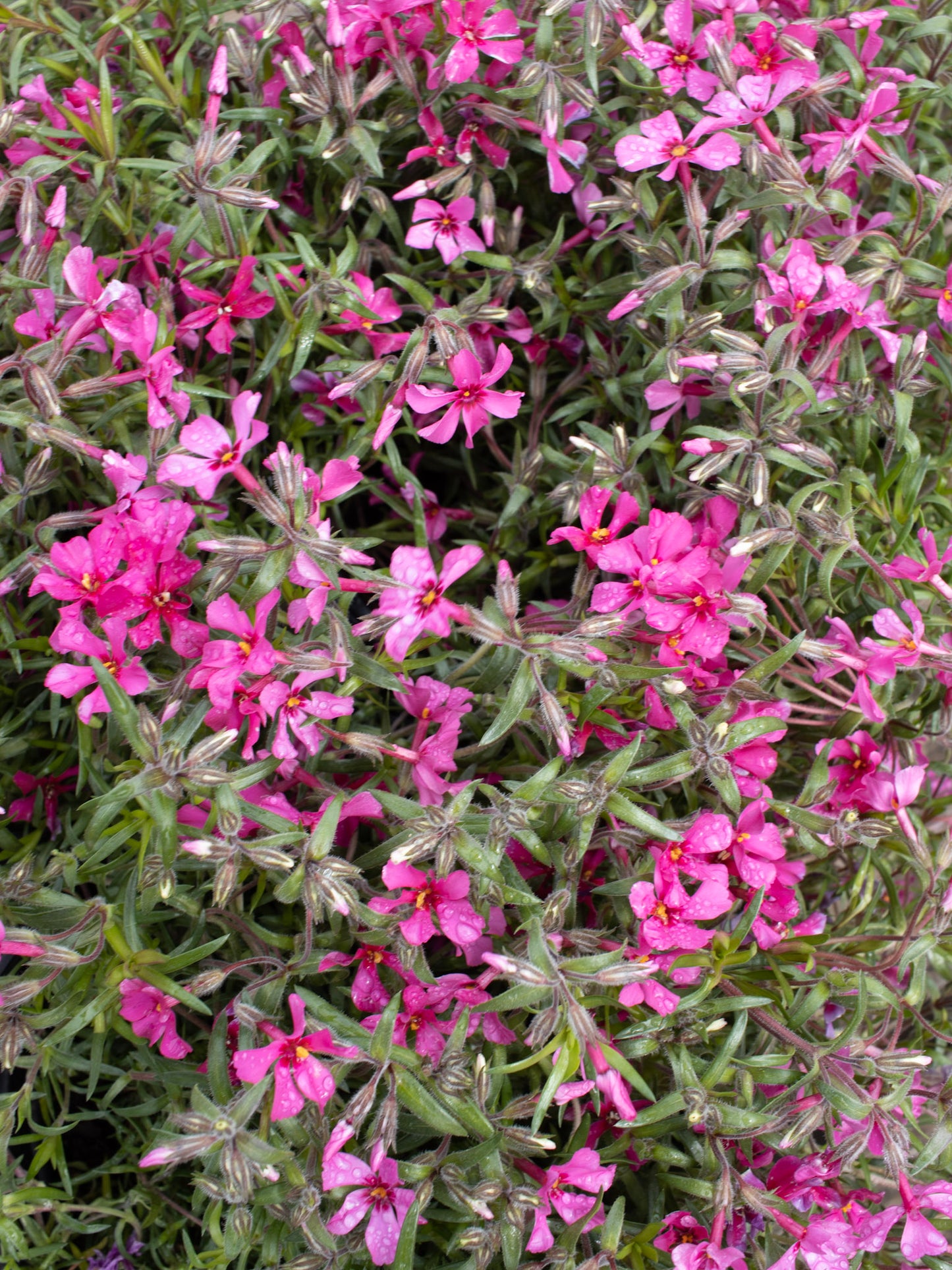 Phlox Red Wings 1g