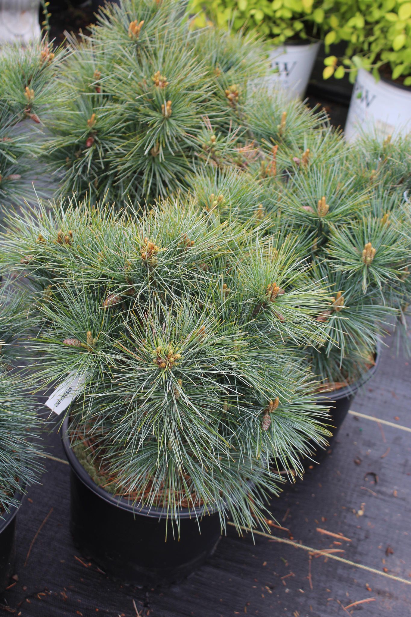 PINUS STROBUS `CONNECTICUT SLATE 3g