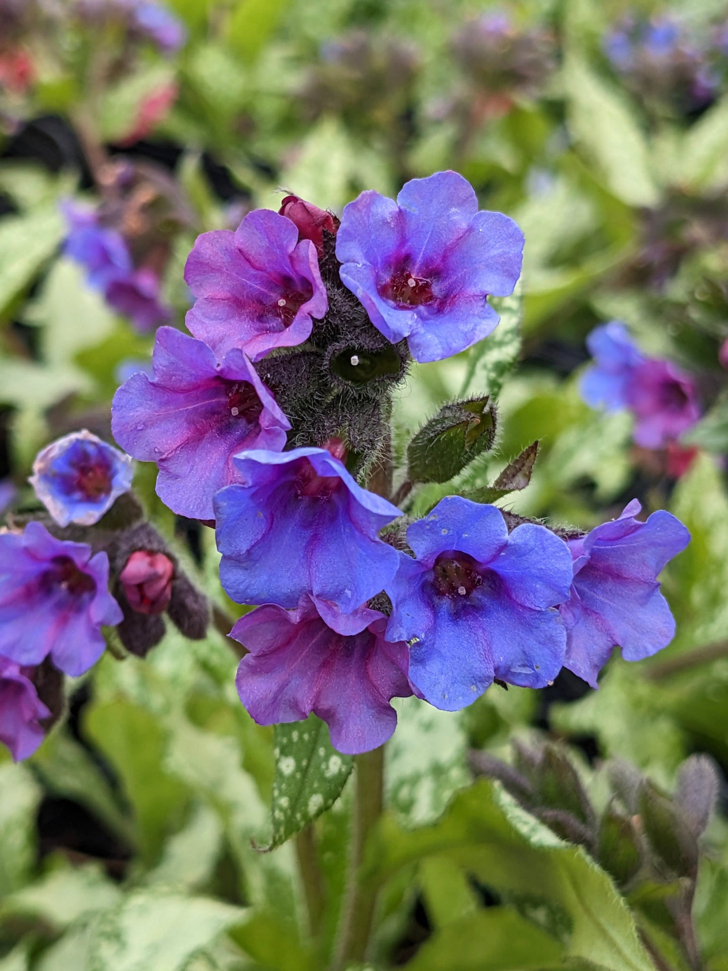Pulmonaria Diana Clare 1g