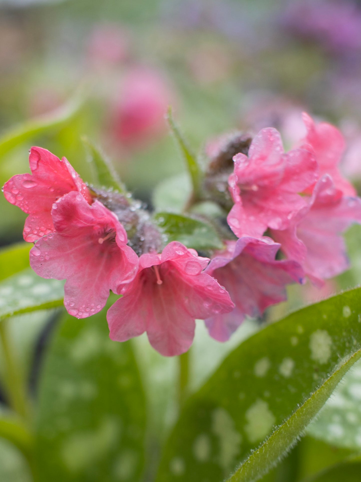 Pulmonaria Shrimps on the Barbie 1g