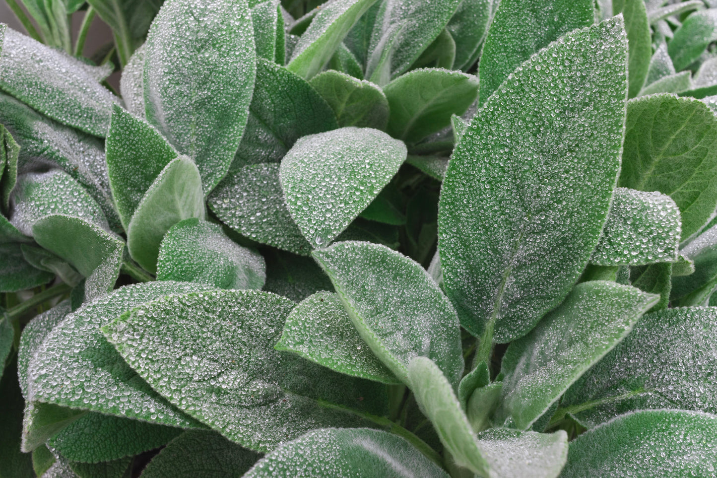 Stachys Helen von Stein 1g