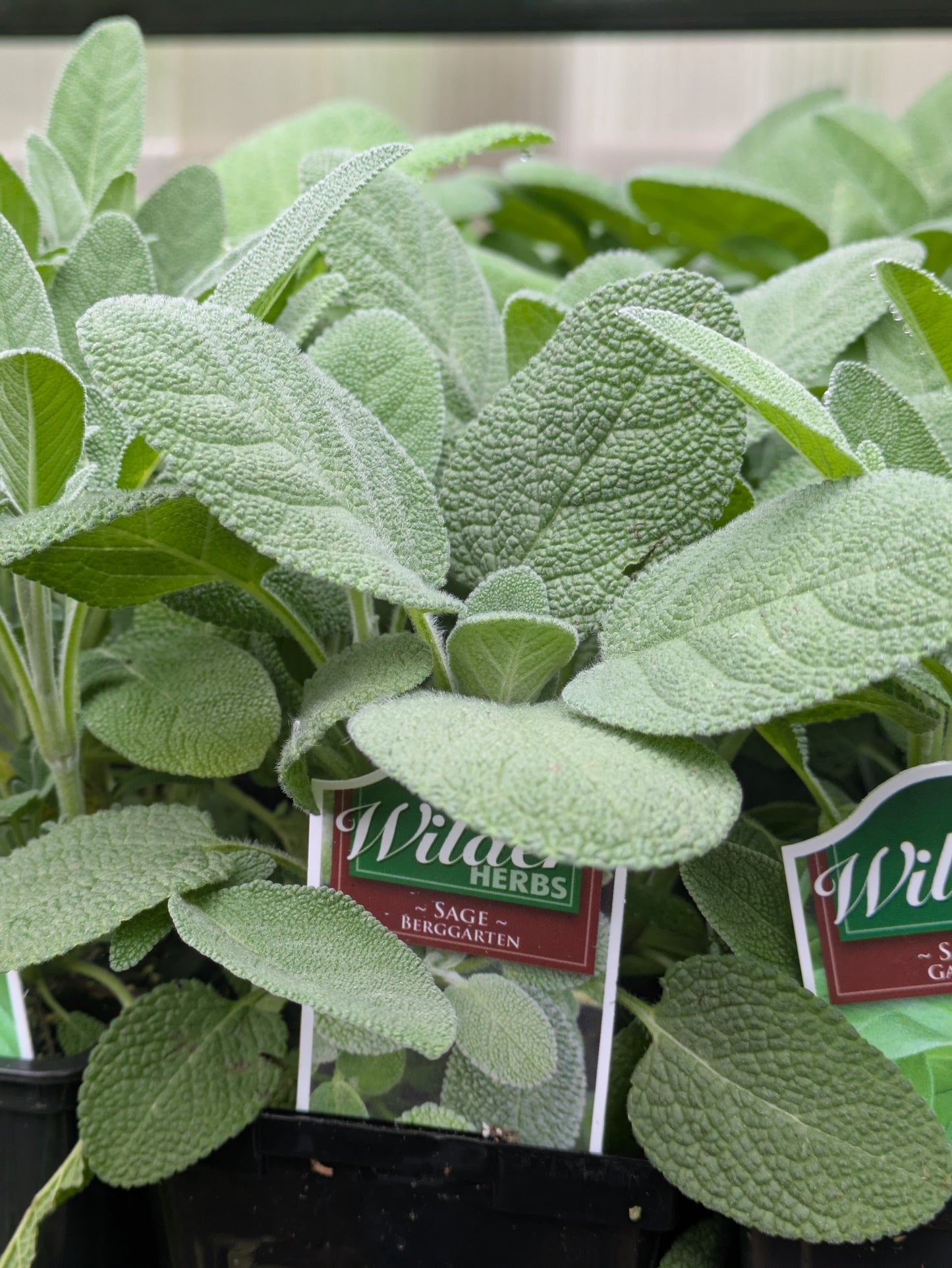 Wilders Sage Berggarten 3.5'