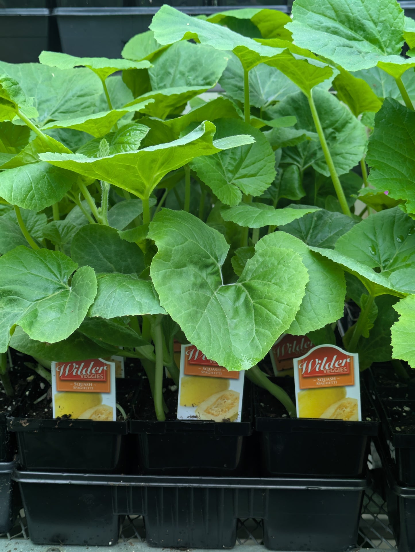 3.5' Squash Spaghetti