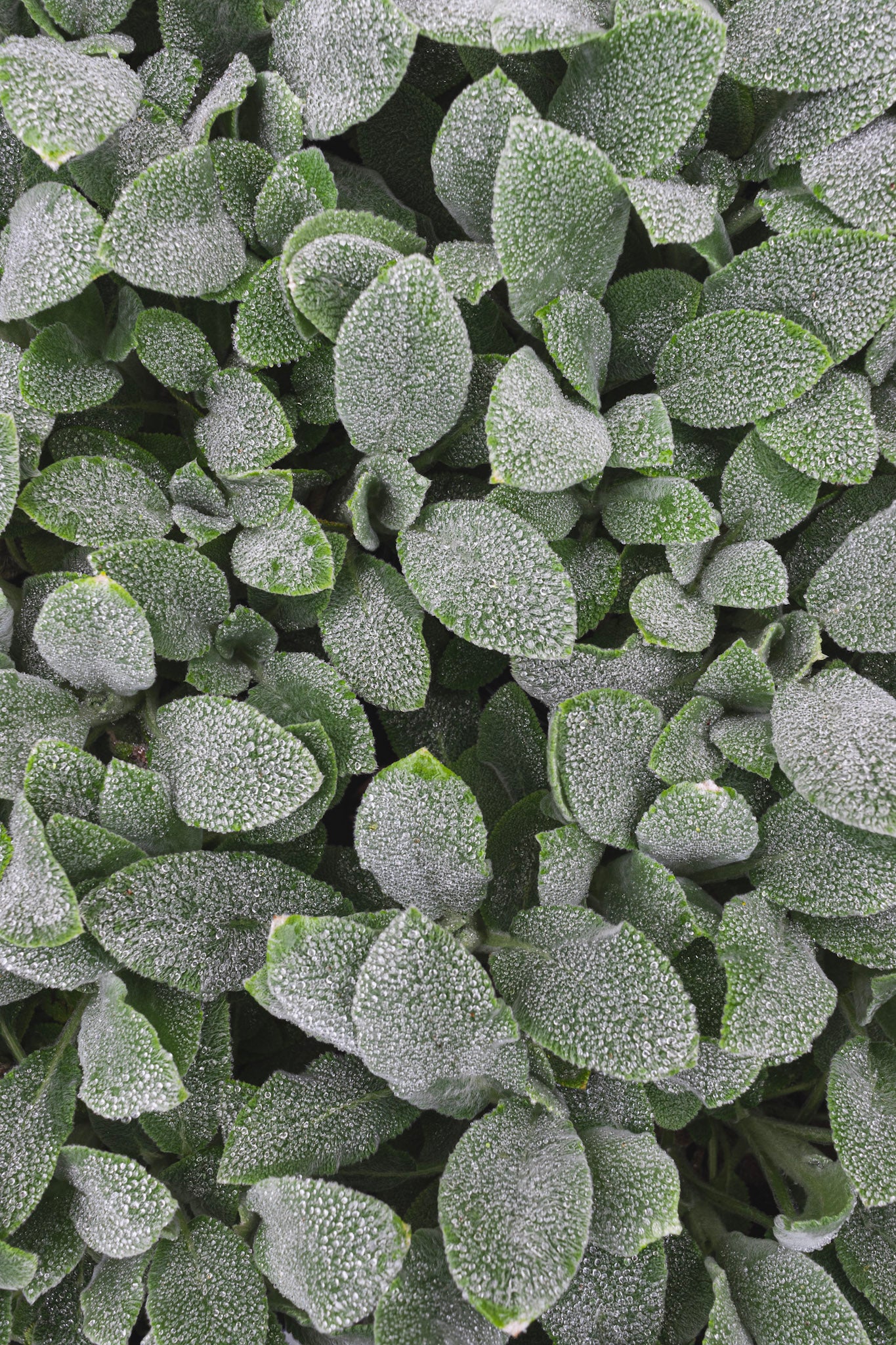Stachys Silver Carpet