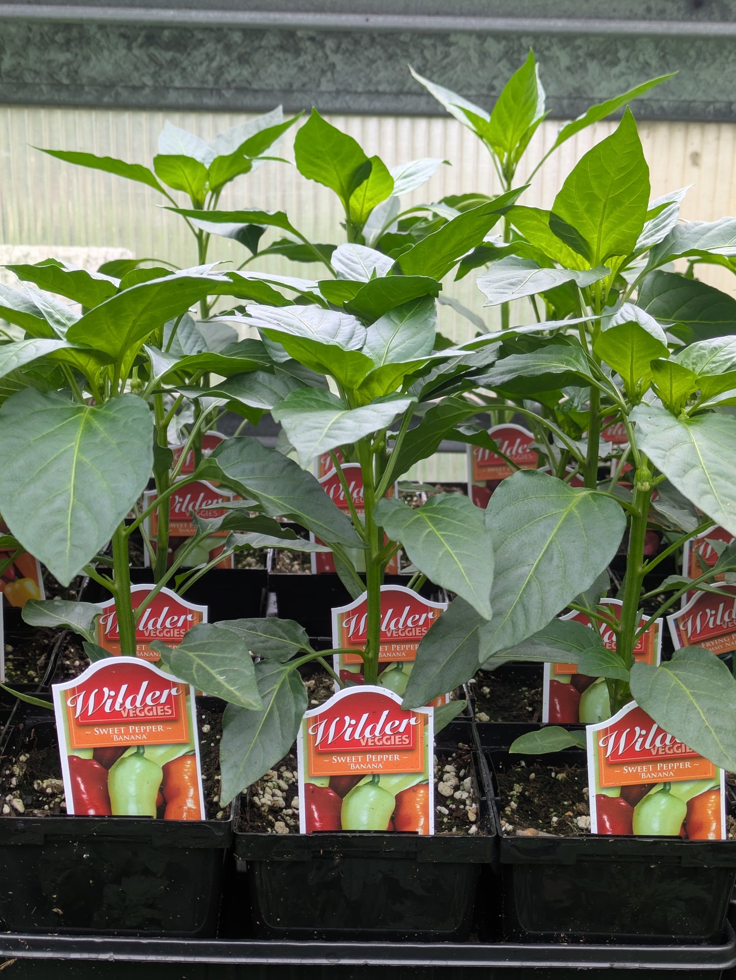 Wilder 3.5' Sweet Pepper Banana