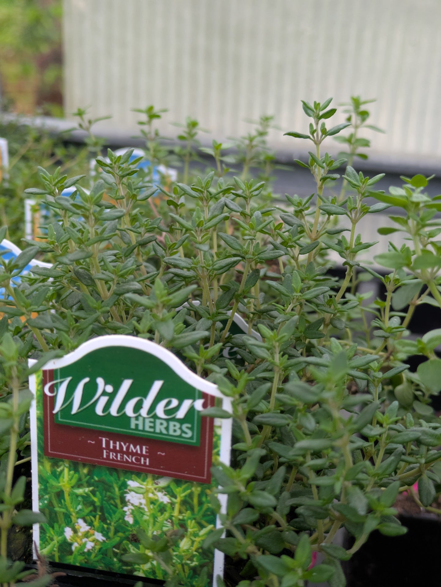 Wilders 3.5' Thyme French