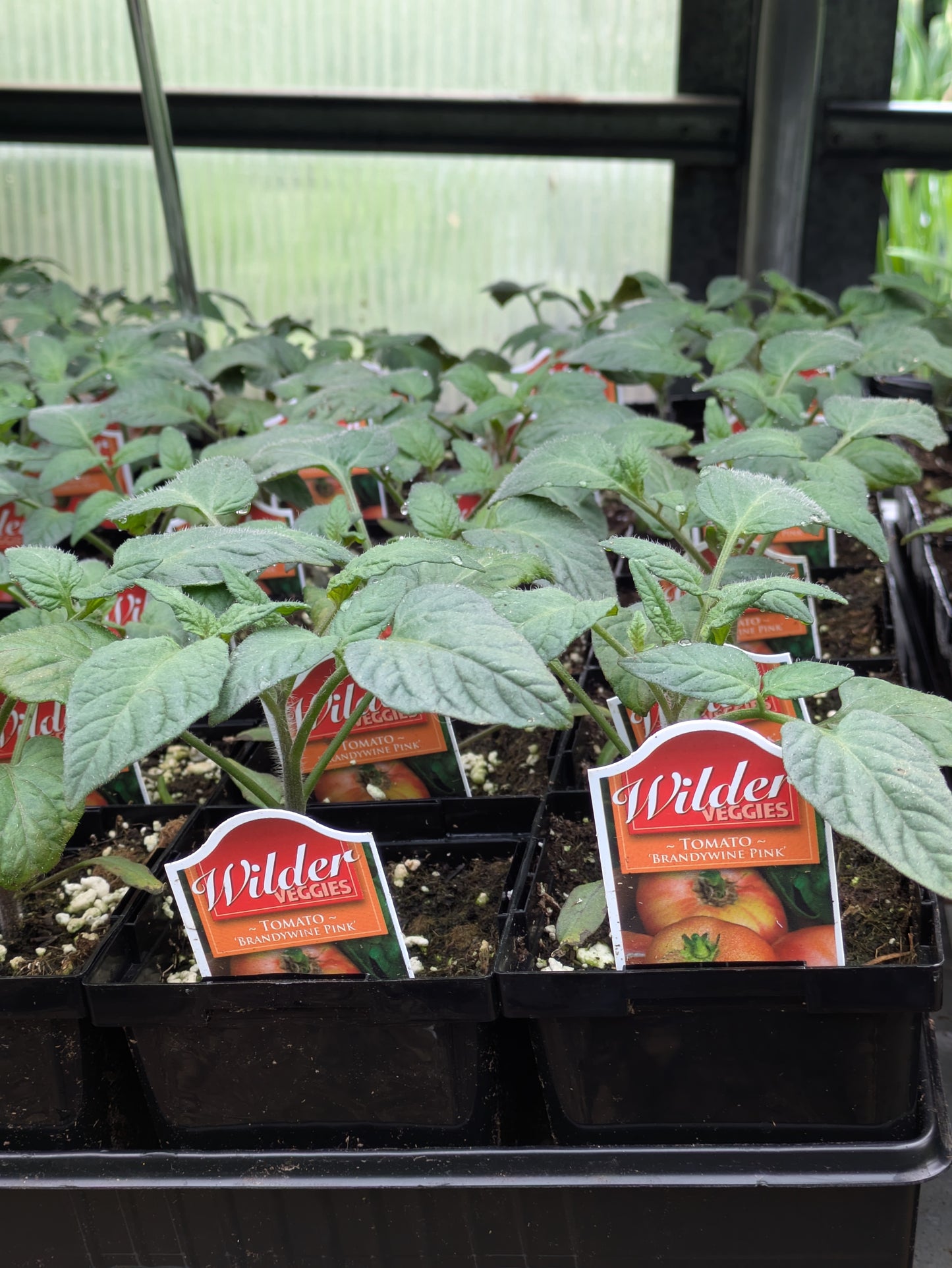 Wilders 3.5' Tomato Brandywine Pink
