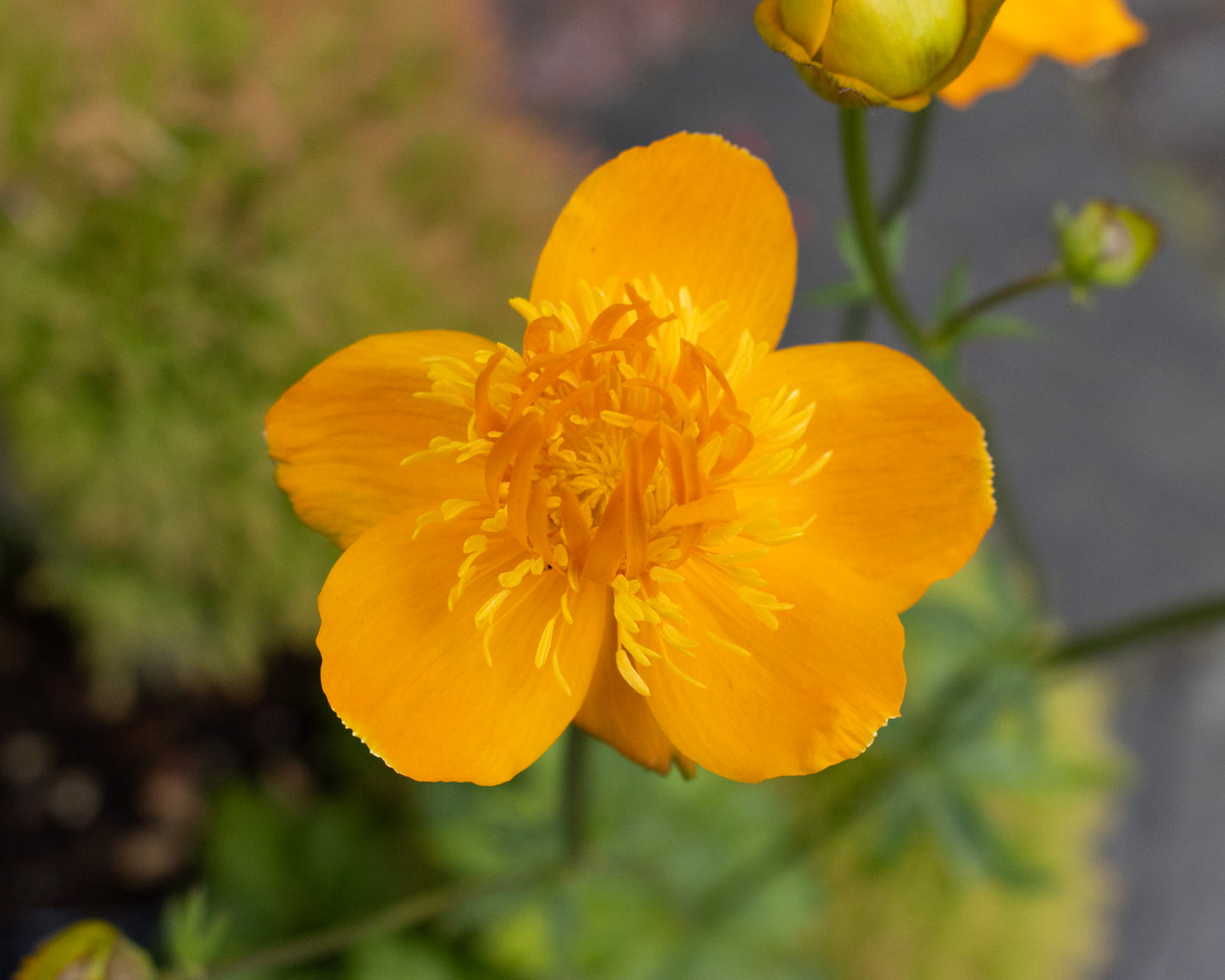 Trollius Gold Queen 1g