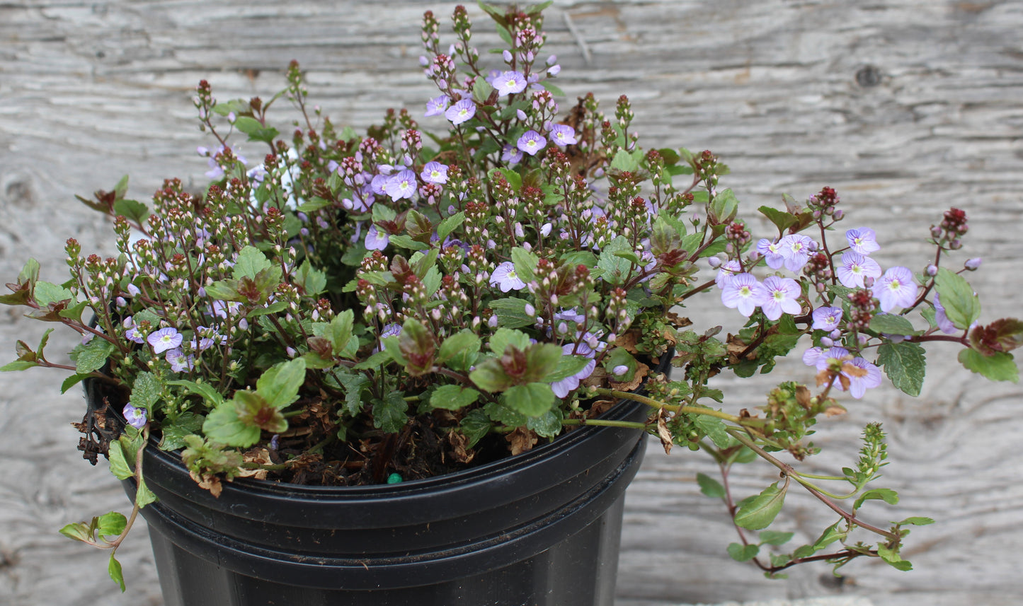 Veronica Waterperry Blue 1g