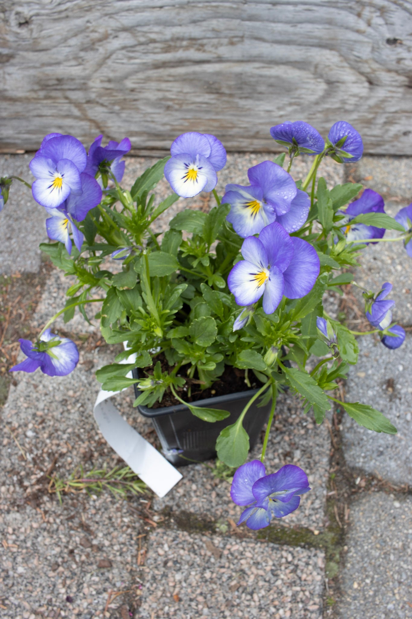 VIOLA Blue Moon Quart