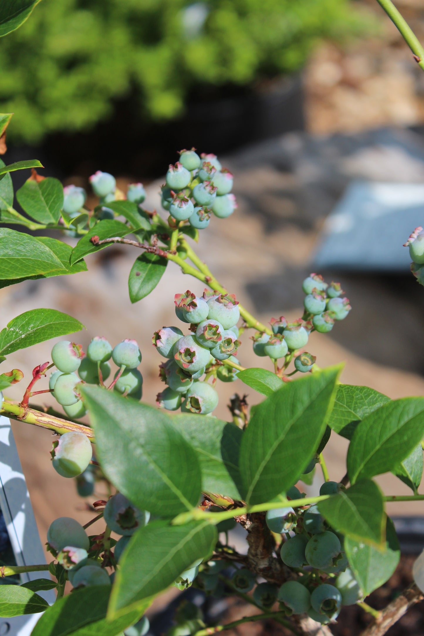 Vaccinium c. Bluecrop 1g