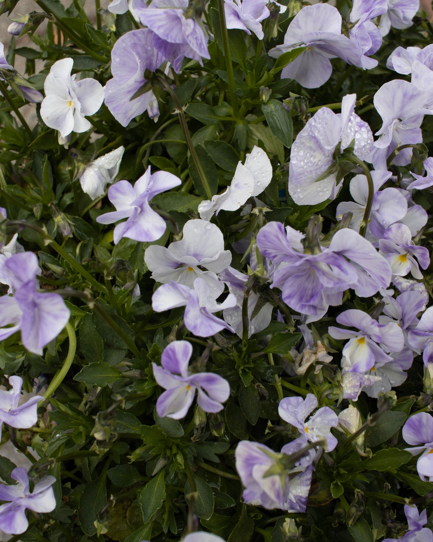 Viola Columbine Quart