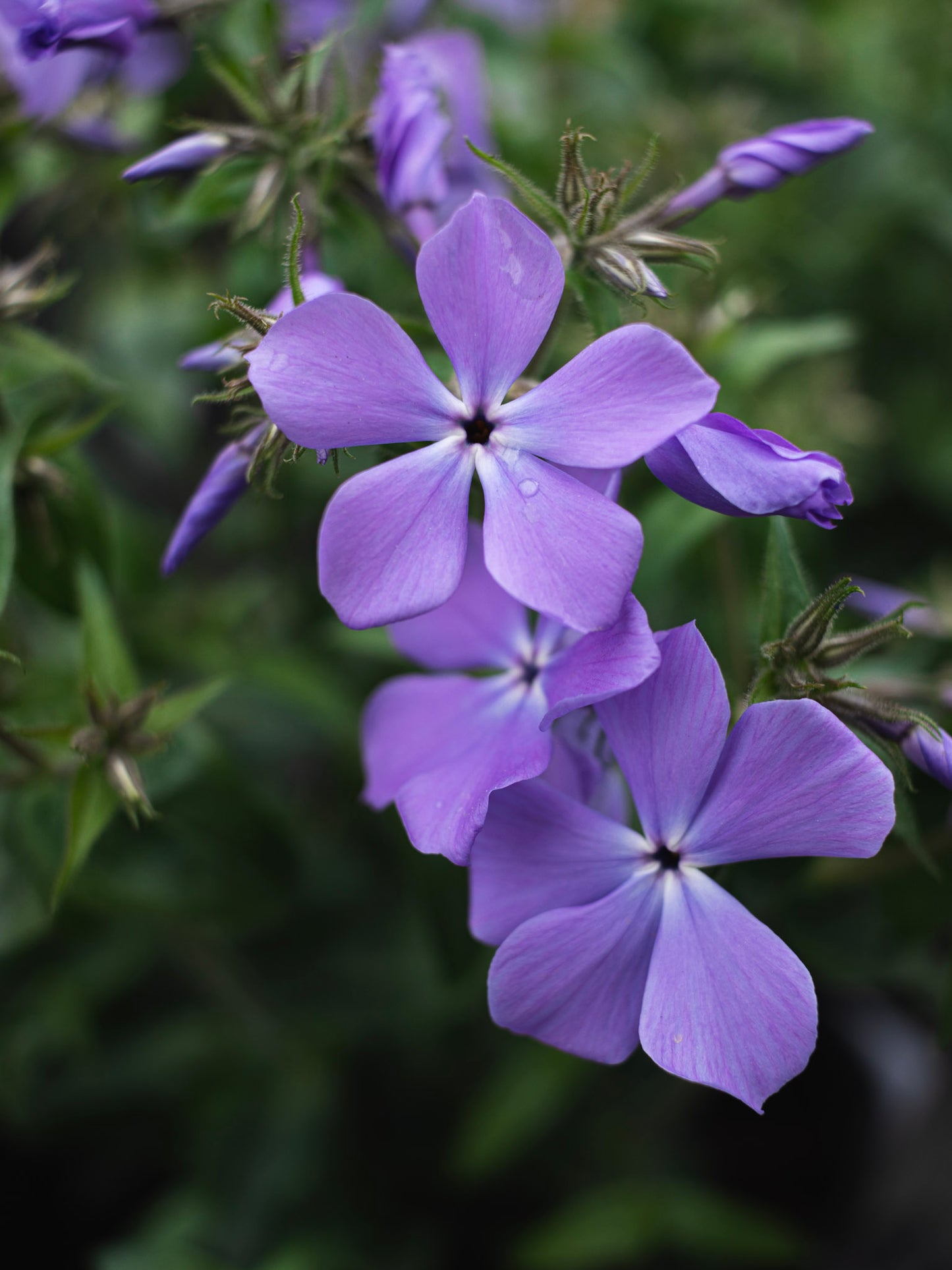 Phlox Blue Moon 1g