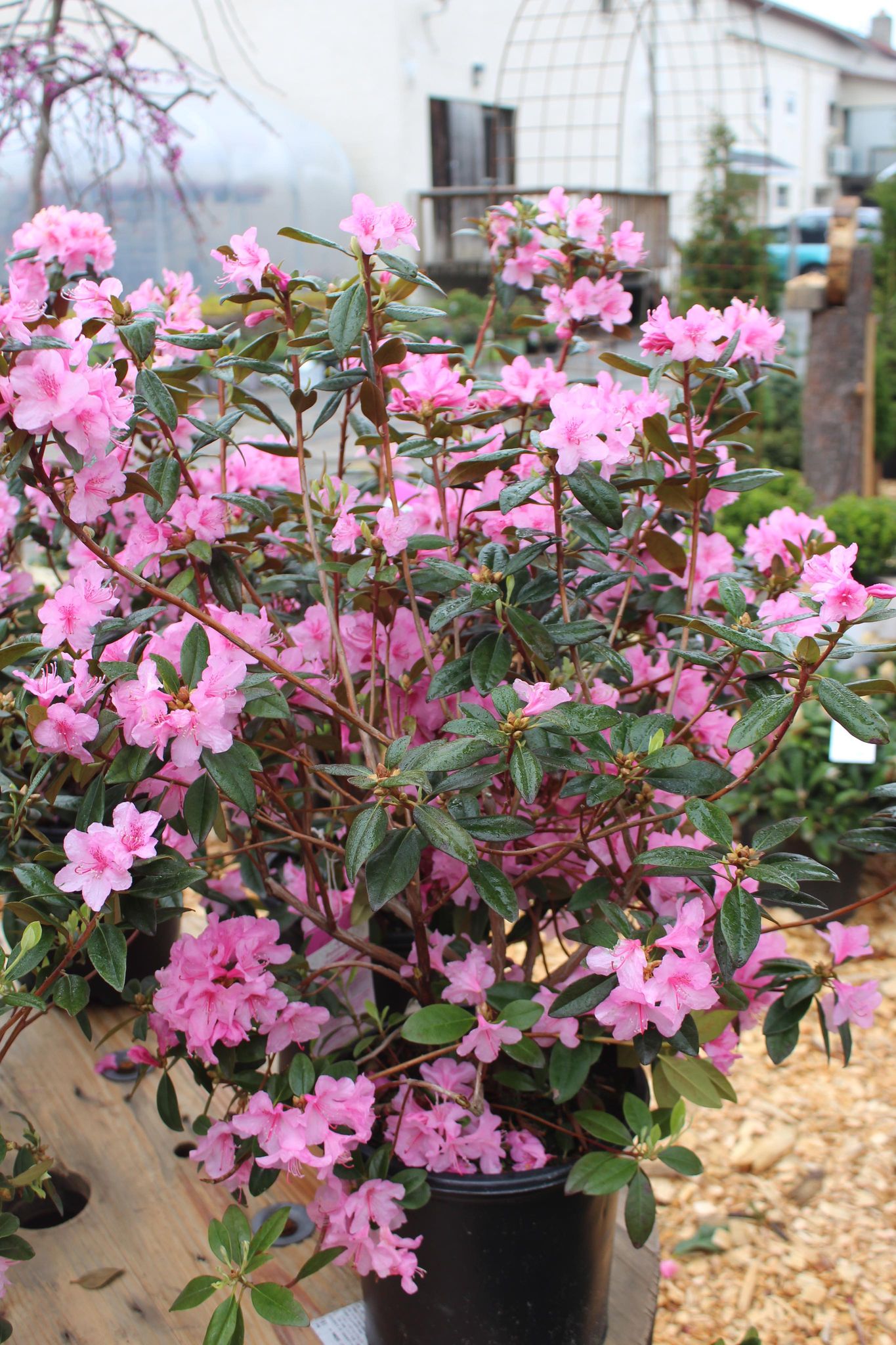 RHODODENDRON AGLO 3g