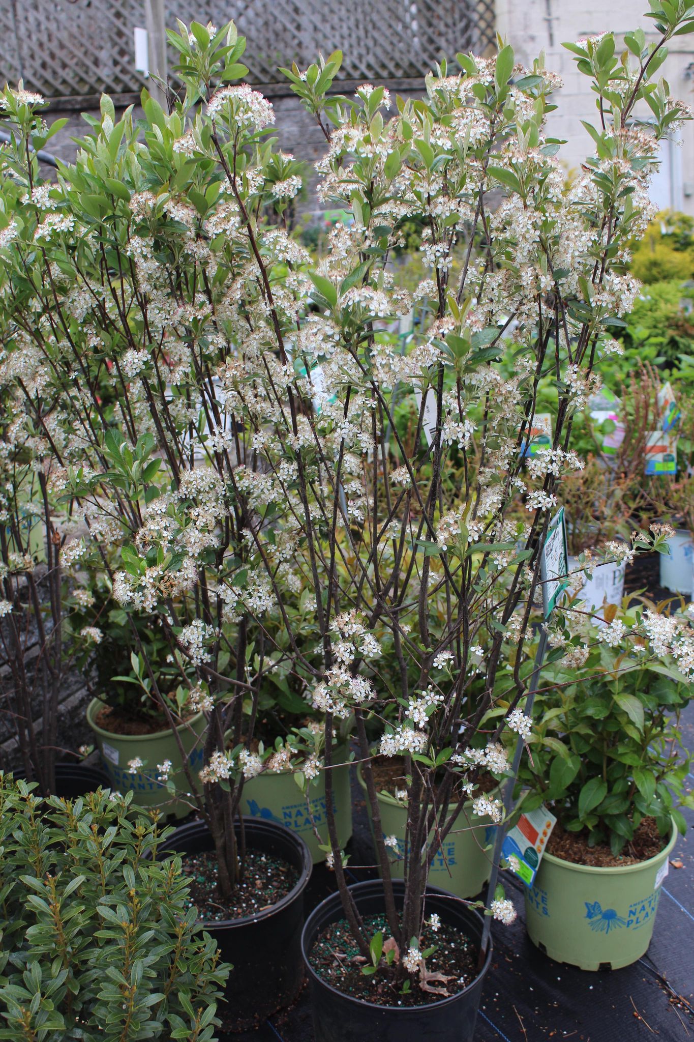 Aronia Arb. Brilliantissima 3g