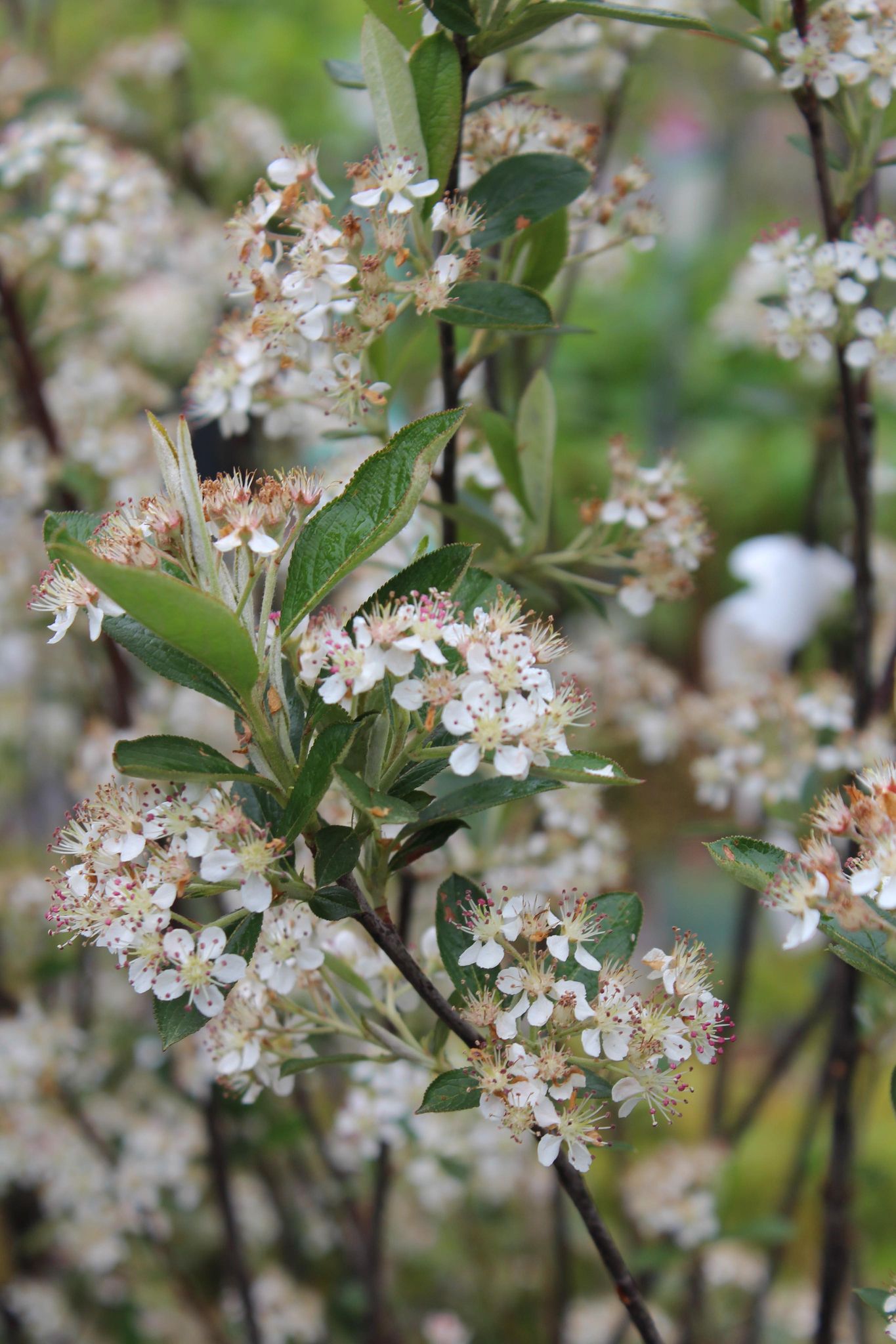 Aronia Arb. Brilliantissima 3g