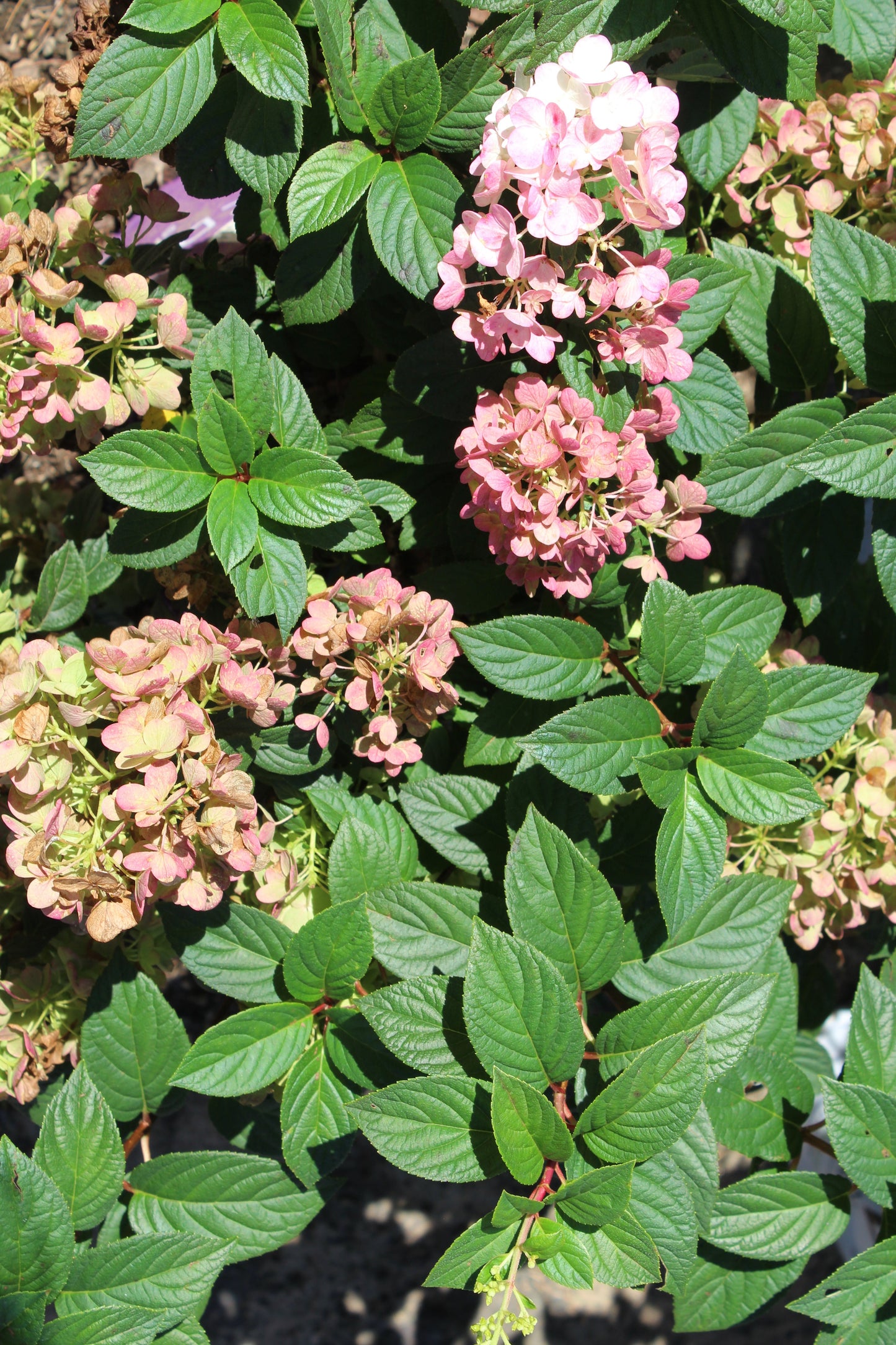 HYDRANGEA PAN. `STRBRRY SND
