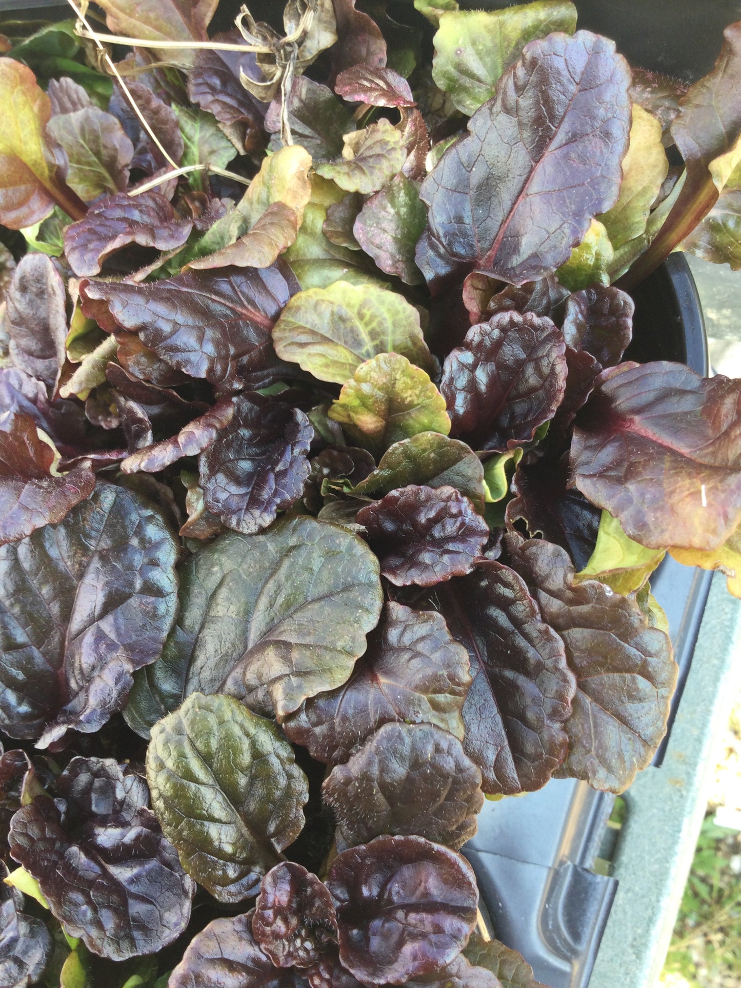 Ajuga Black Scallop quart